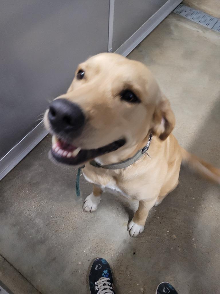 Enlarge Sam, a Adoptable Labrador Retriever in Huntsville, TX image 1/2