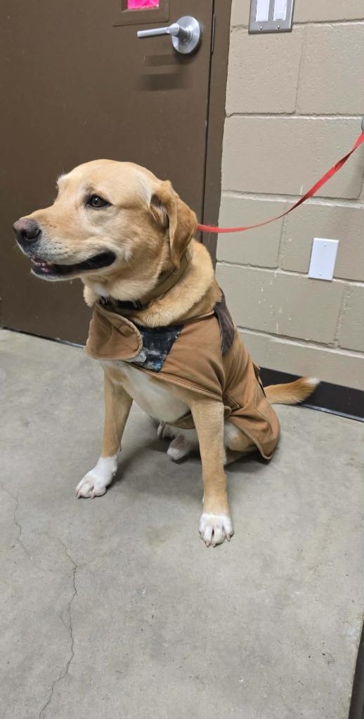 Enlarge Sam, a Adoptable Labrador Retriever in Huntsville, TX image 2/2