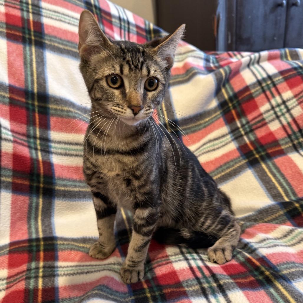 Enlarge Twix, a Adoptable Domestic Short Hair in Tustin, CA image 1/2