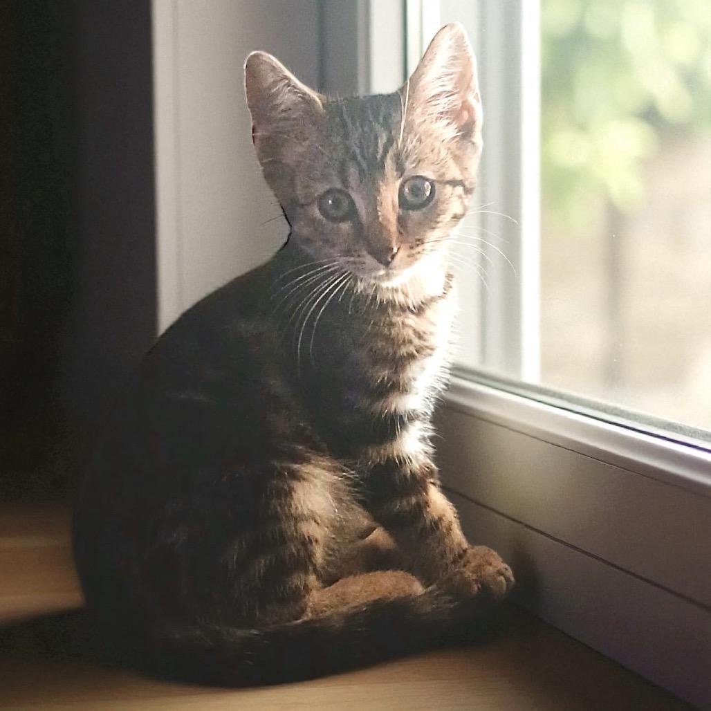 Enlarge Twix, a Adoptable Domestic Short Hair in Tustin, CA image 1/1