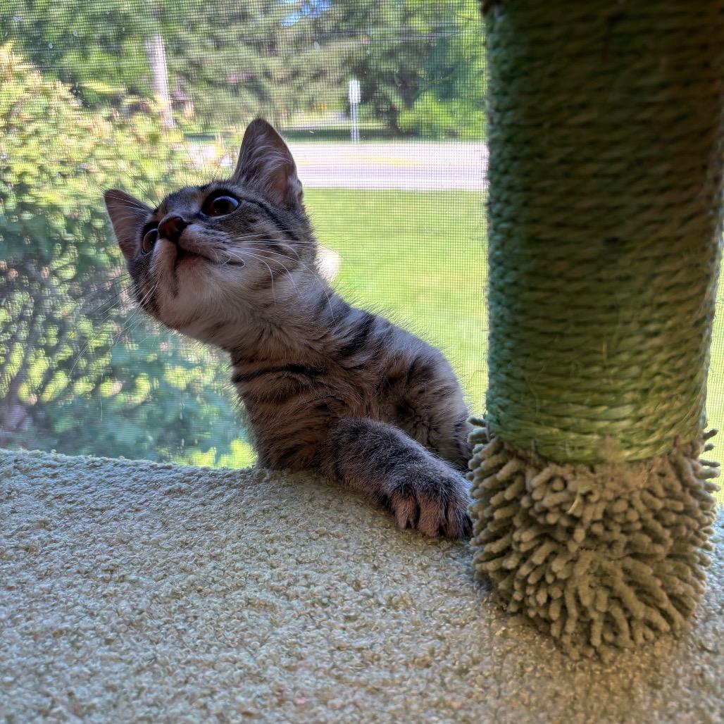 Fable, Adoptable, Kitten Female Domestic Short Hair.