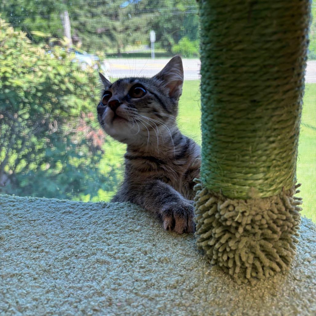 Fable, a Adoptable Domestic Short Hair in Granville, OH image 2/4