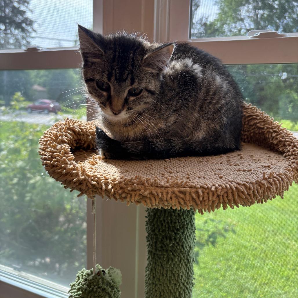 Fable, a Adoptable Domestic Short Hair in Granville, OH image 3/4