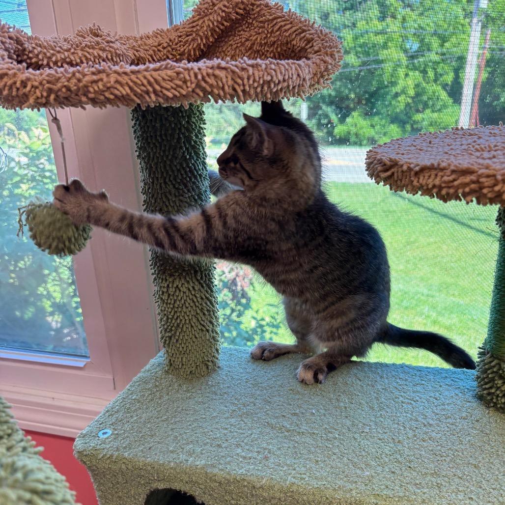 Fable, a Adoptable Domestic Short Hair in Granville, OH image 4/4