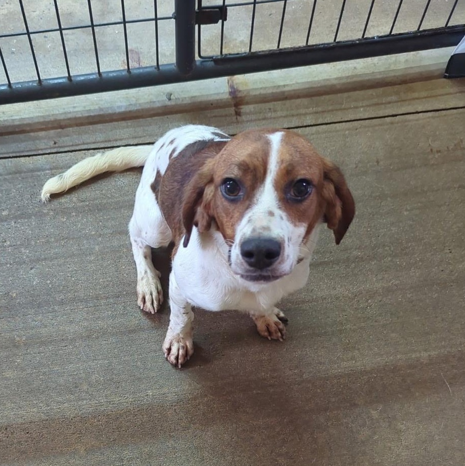 Buster, Young Male Beagle