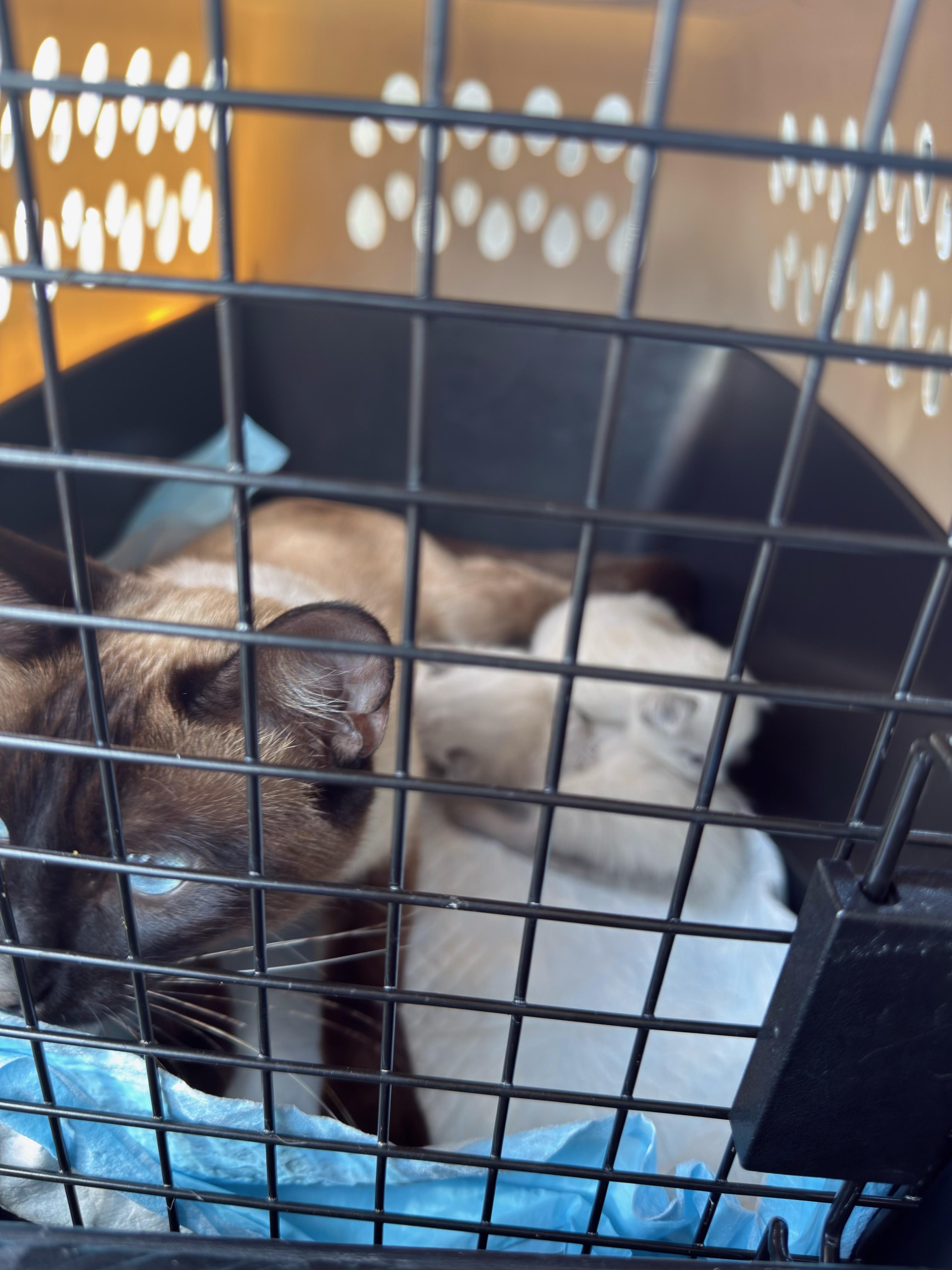 Cat Fosters Needed (SF Bay Area), a Adoptable mixed breed in San Jose, CA image 1/4