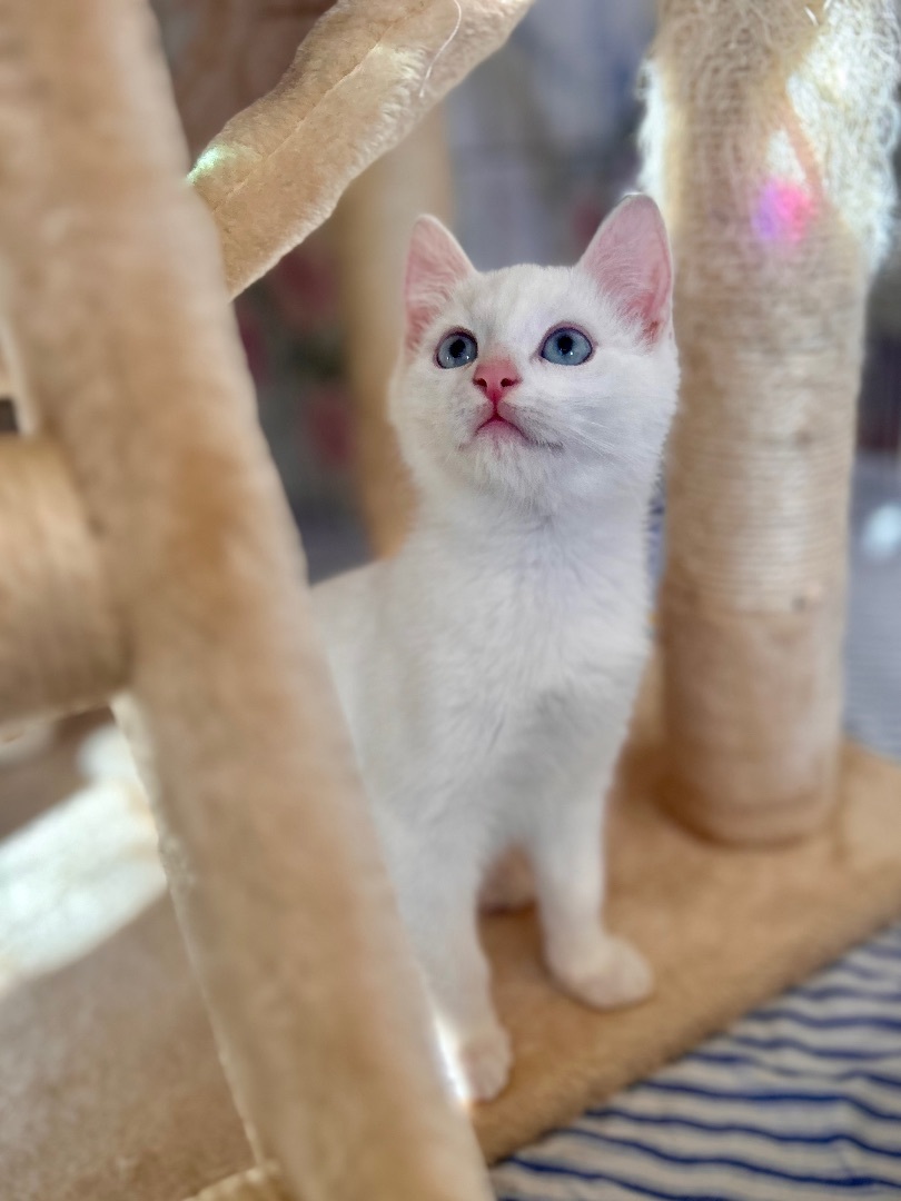 Cat Fosters Needed (SF Bay Area), a Adoptable mixed breed in San Jose, CA image 2/4