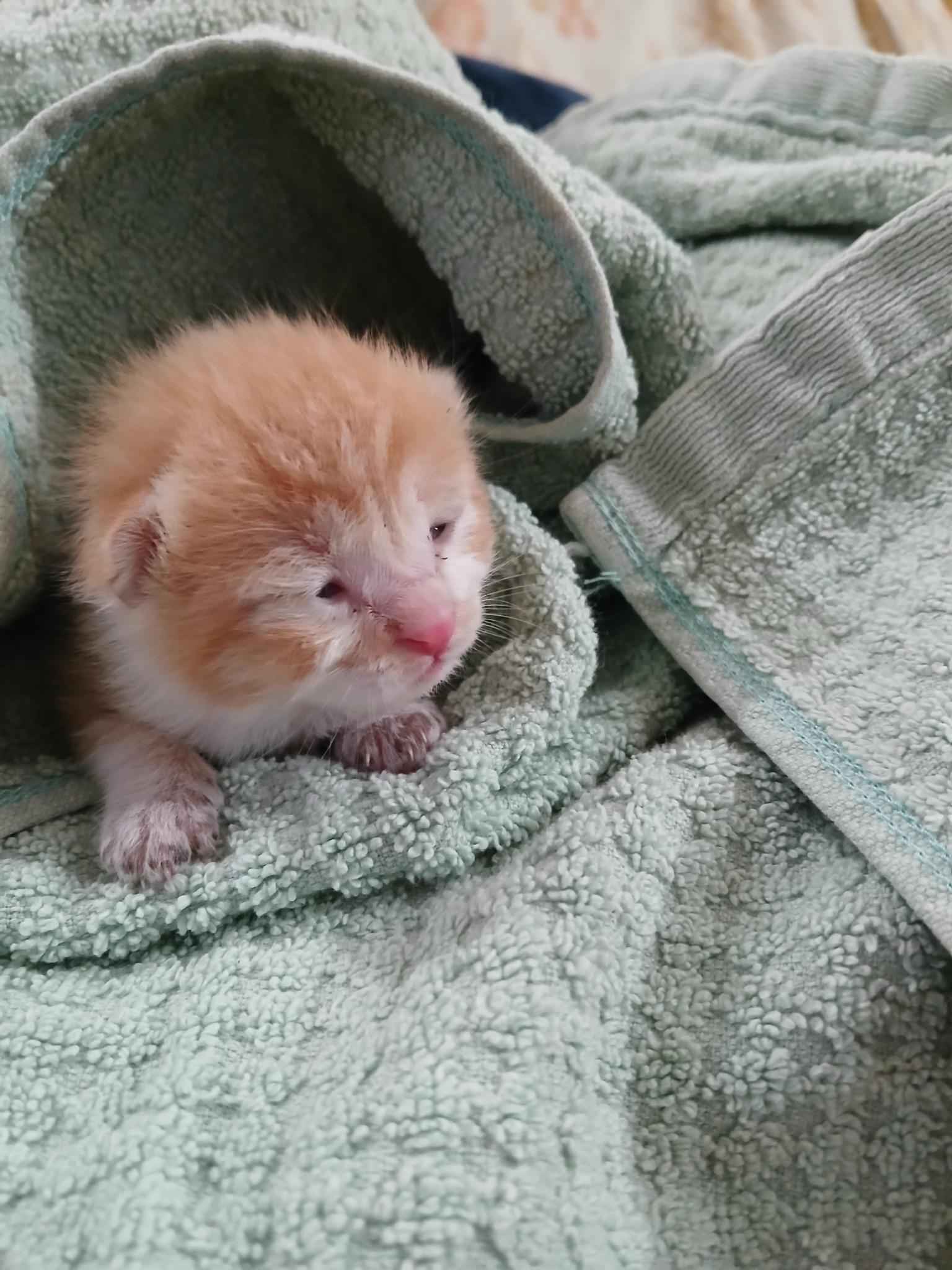 Cat Fosters Needed (SF Bay Area), a Adoptable mixed breed in San Jose, CA image 3/4