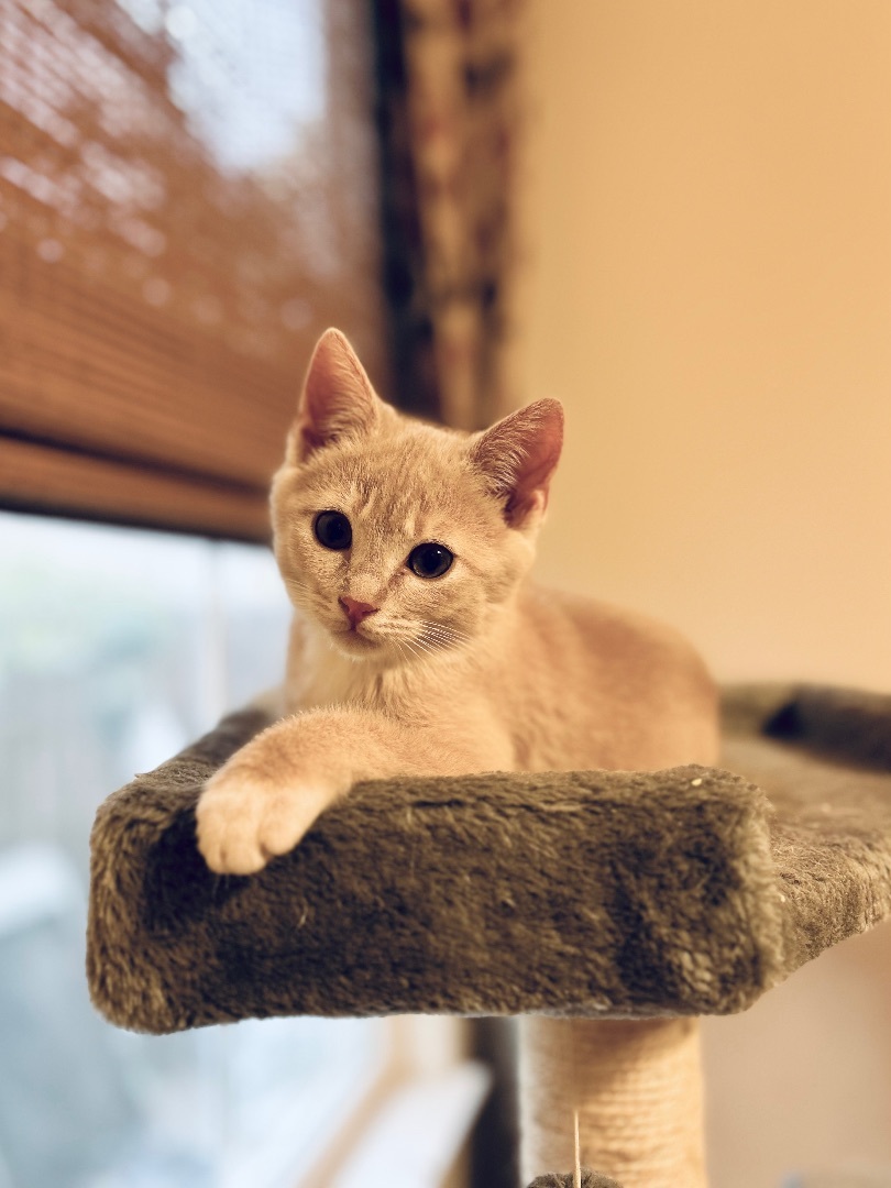 Cat Fosters Needed (SF Bay Area), a Adoptable mixed breed in San Jose, CA image 4/4