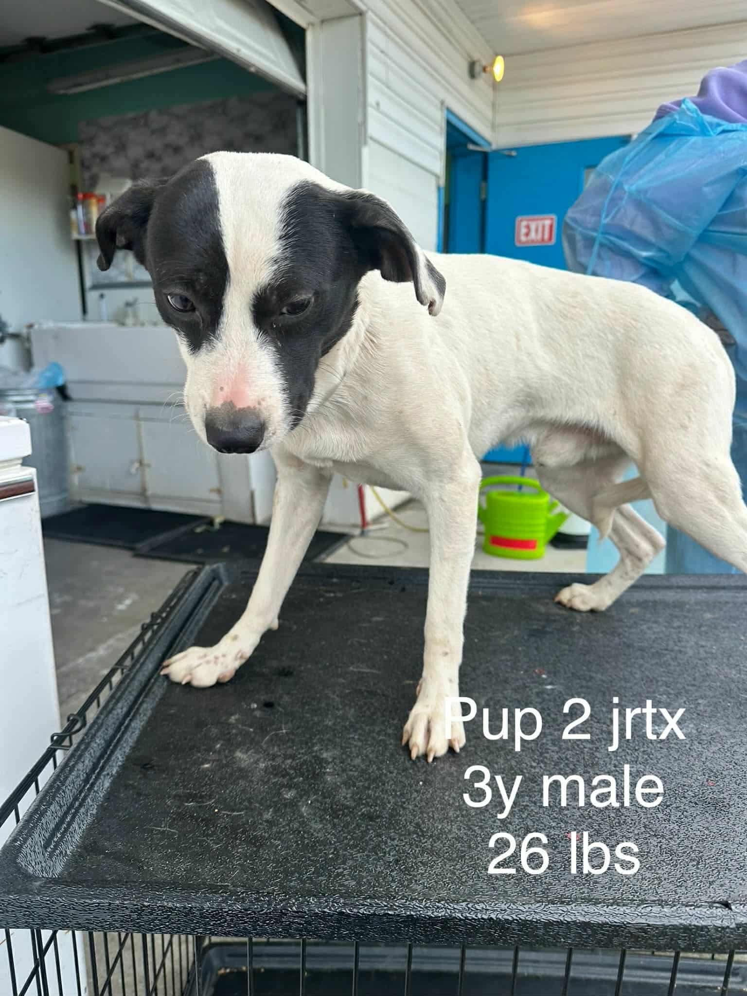 Pup *foster needed*