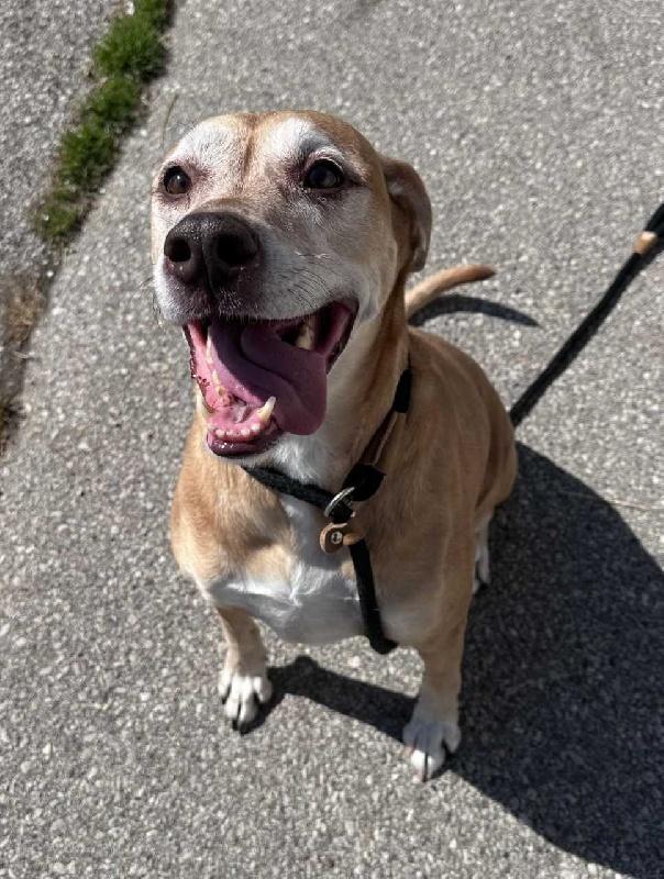 Cocoa, a ADOPTABLE mixed breed in Aurora, IL image 1/2