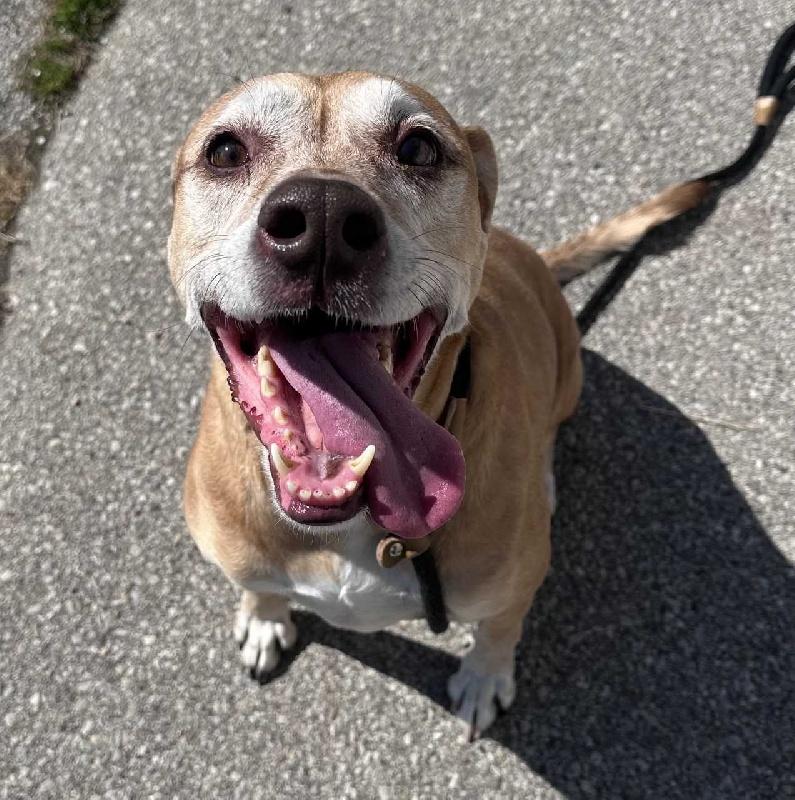 Cocoa, a ADOPTABLE mixed breed in Aurora, IL image 2/2