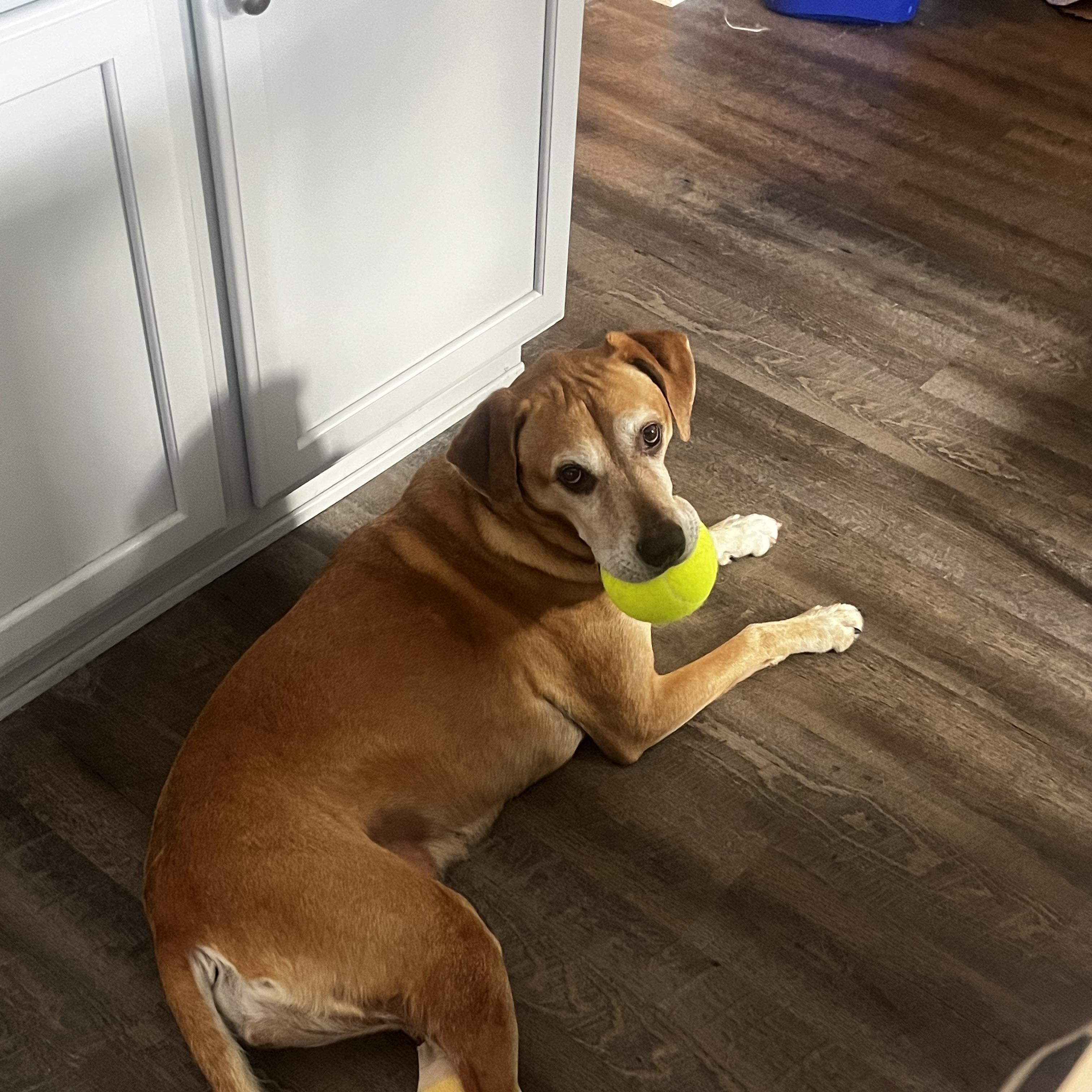 Enlarge Cocoa, a Adoptable mixed breed in Aurora, IL image 2/4