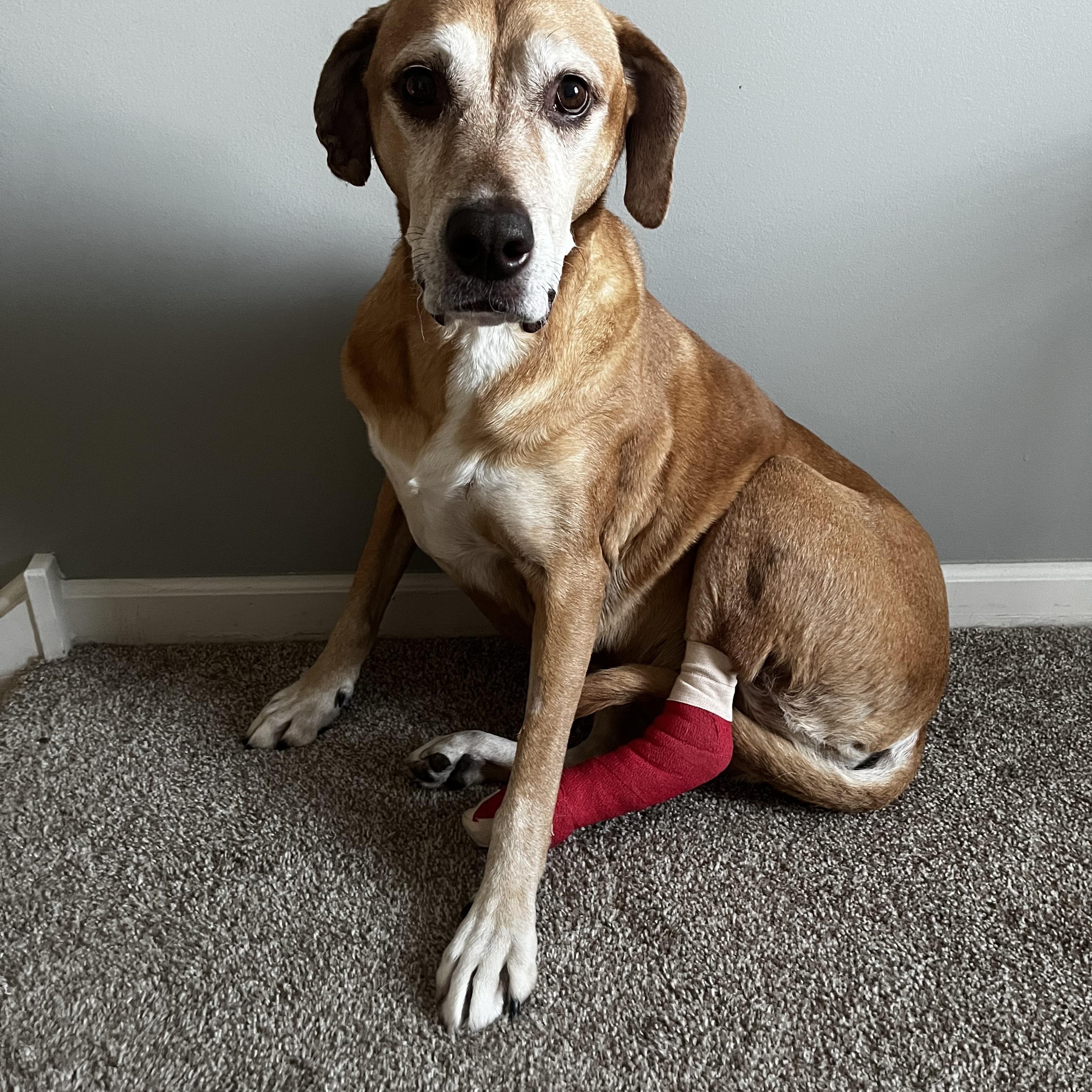 Enlarge Cocoa, a Adoptable mixed breed in Aurora, IL image 3/4