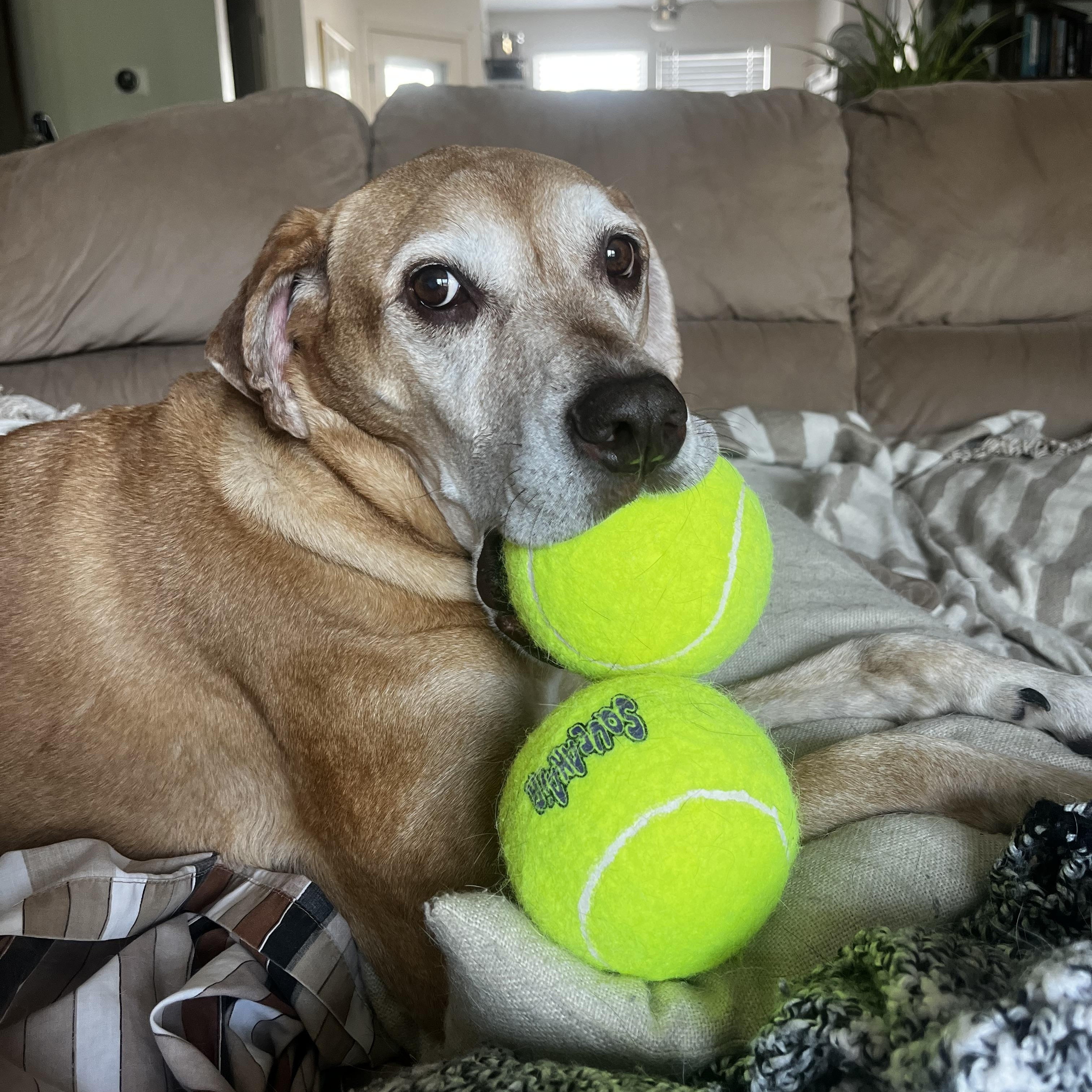 Cocoa, Adoptable, Senior Female Labrador Retriever.