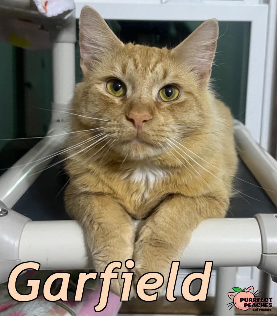 Garfield, a Adoptable mixed breed in Douglasville, GA image 1/5