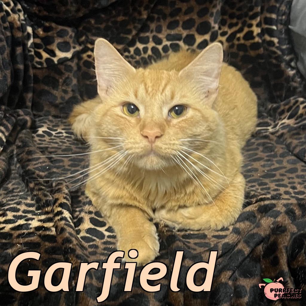 Garfield, Adoptable, Young Male Domestic Medium Hair.