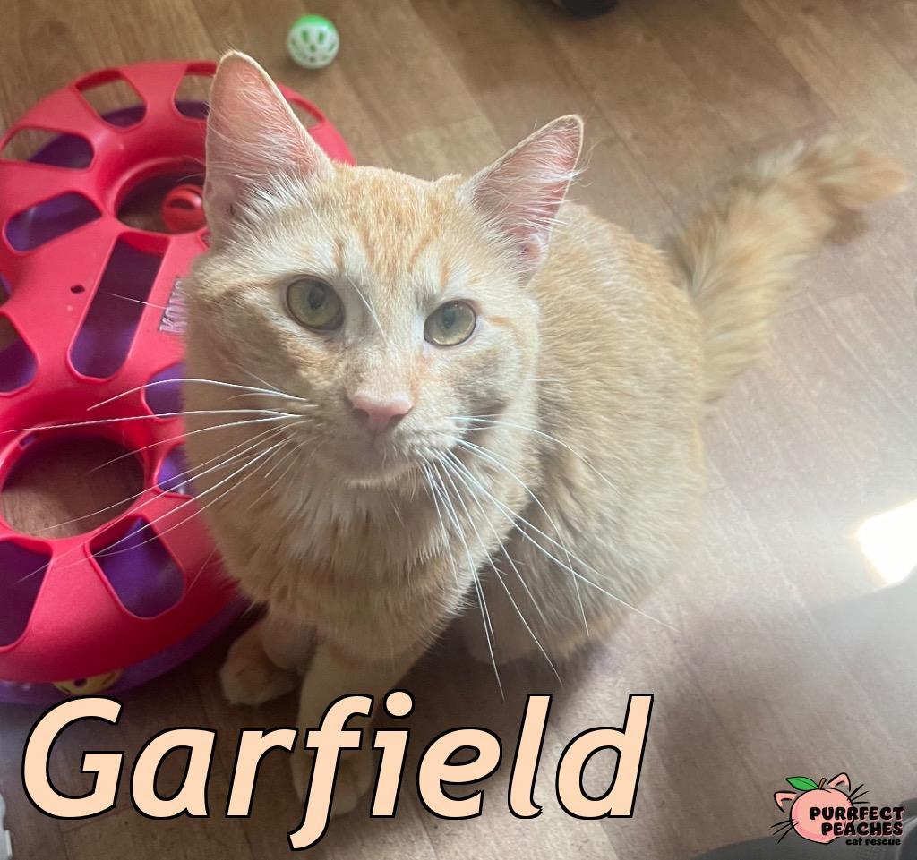 Enlarge Garfield, a Adoptable mixed breed in Douglasville, GA image 4/5