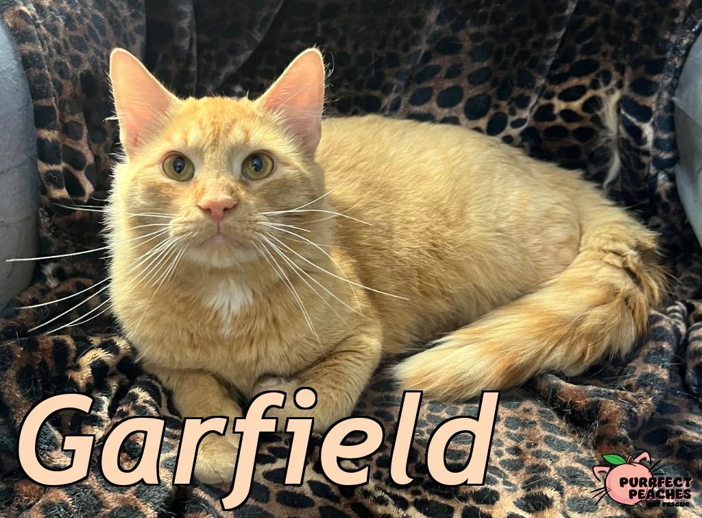 Garfield, a Adoptable mixed breed in Douglasville, GA image 5/5