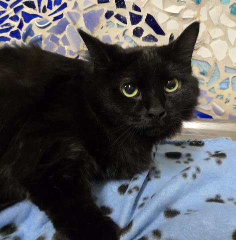 Enlarge FRIDA, a Adoptable Domestic Short Hair in Pensacola, FL image 1/1