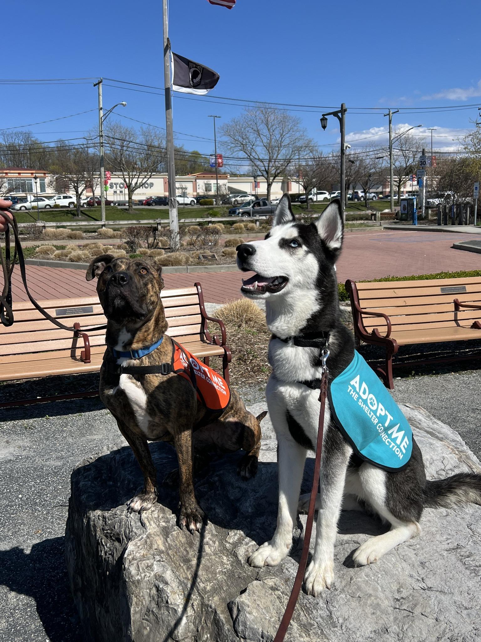 Enlarge JC, a ADOPTABLE Husky in Port Washington, NY image 2/5