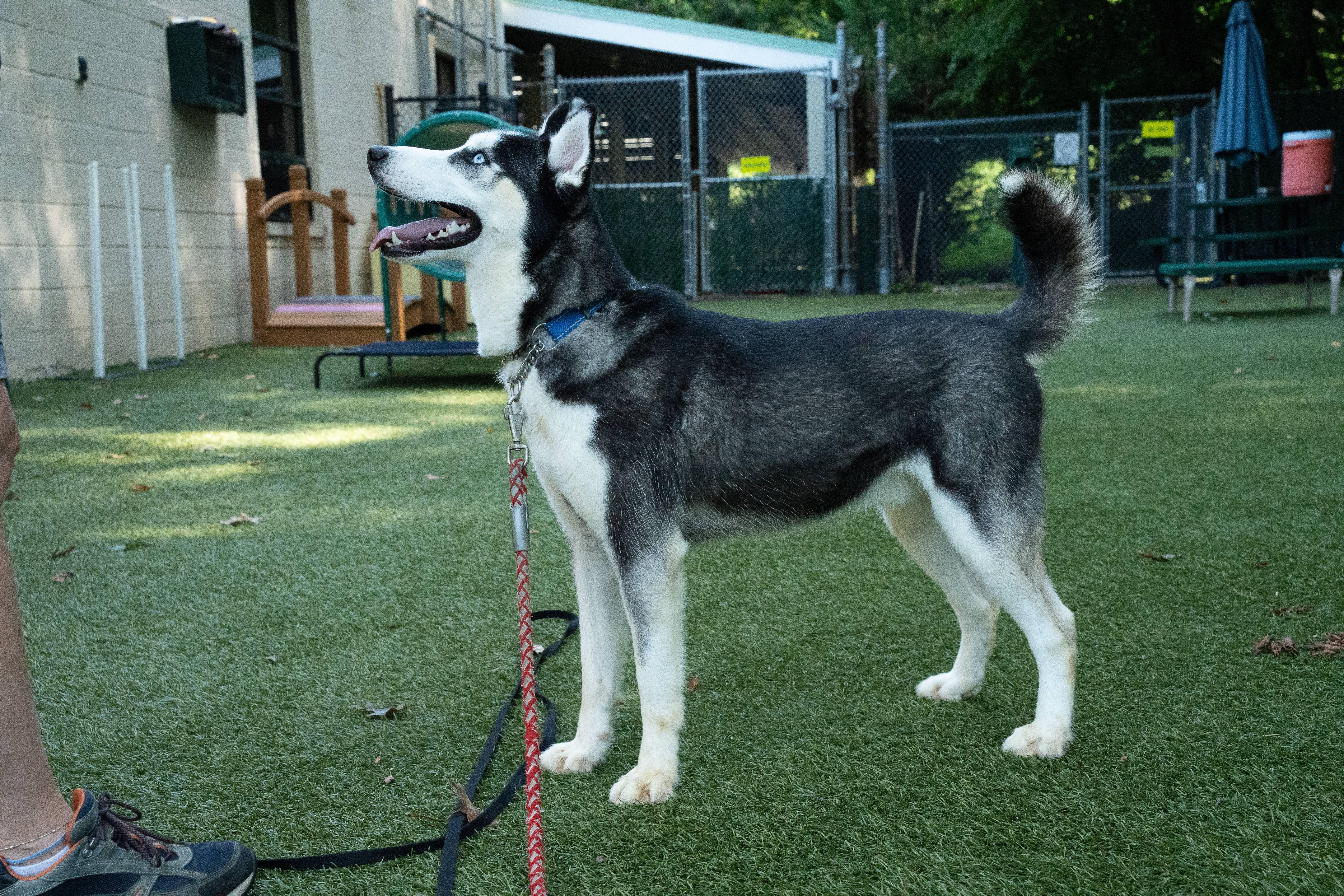 JC, adoptable, Young Male Husky.