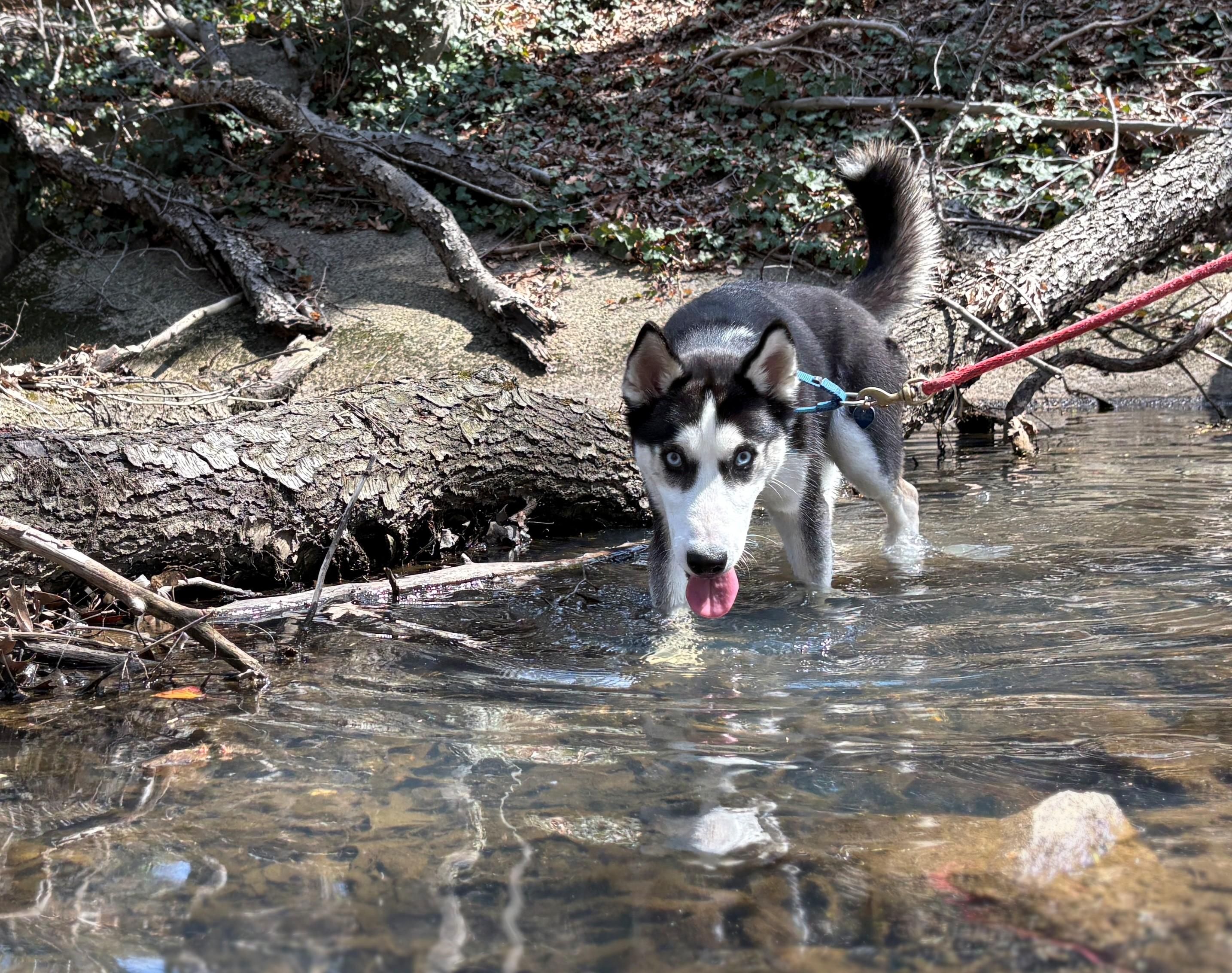 JC, ADOPTABLE, Young Male Husky.