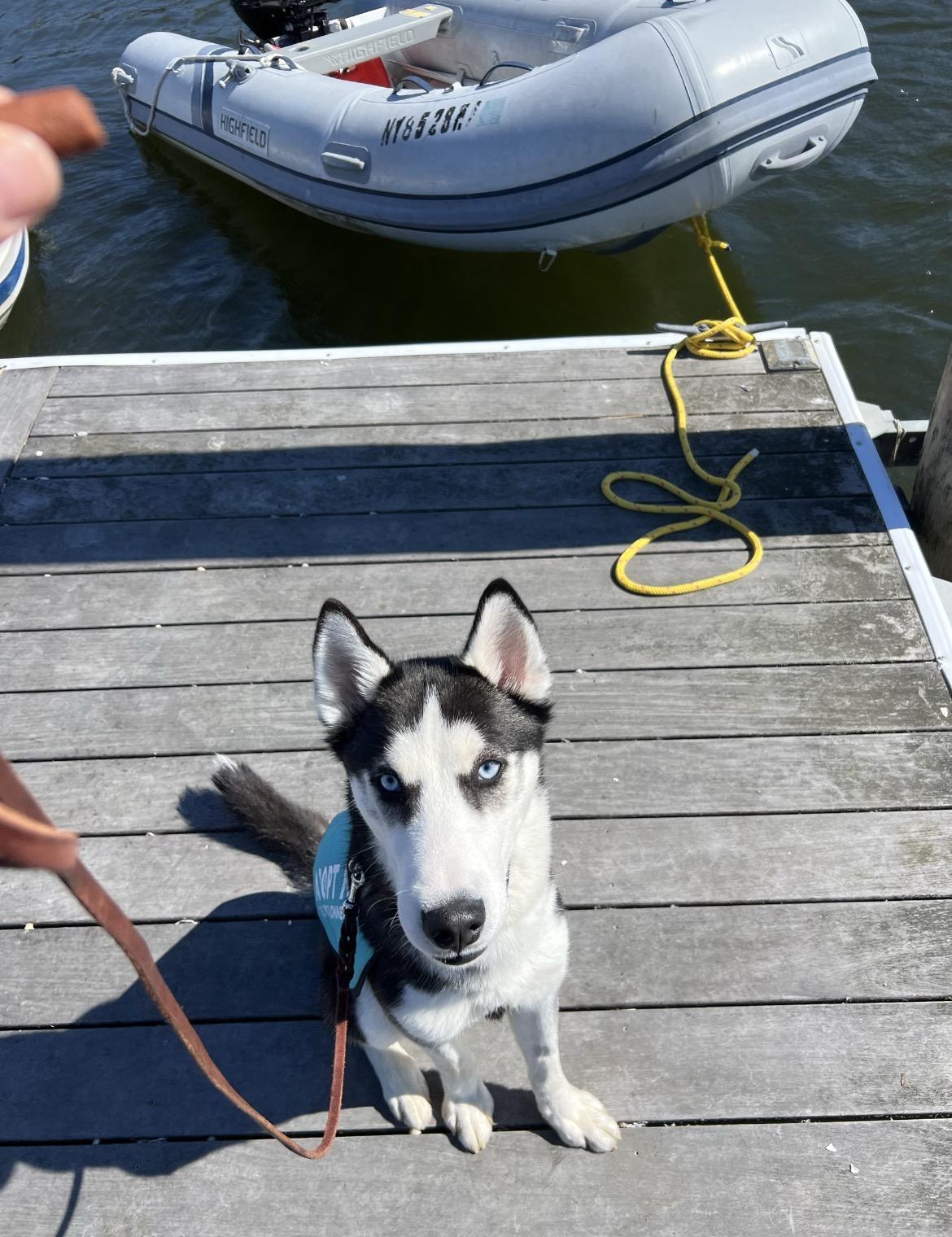 Enlarge JC, a ADOPTABLE Husky in Port Washington, NY image 5/5