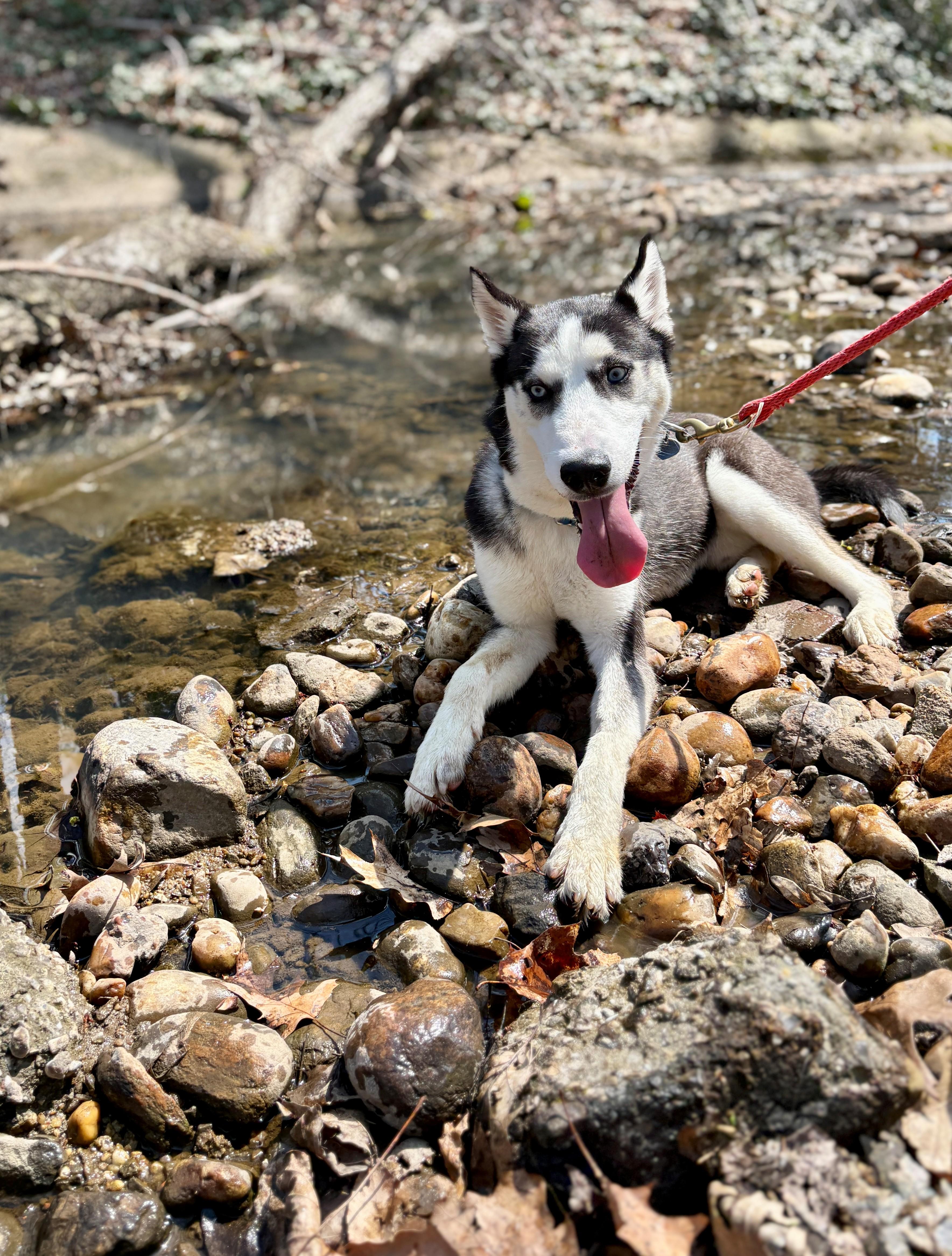 Enlarge JC, a ADOPTABLE Husky in Port Washington, NY image 3/5