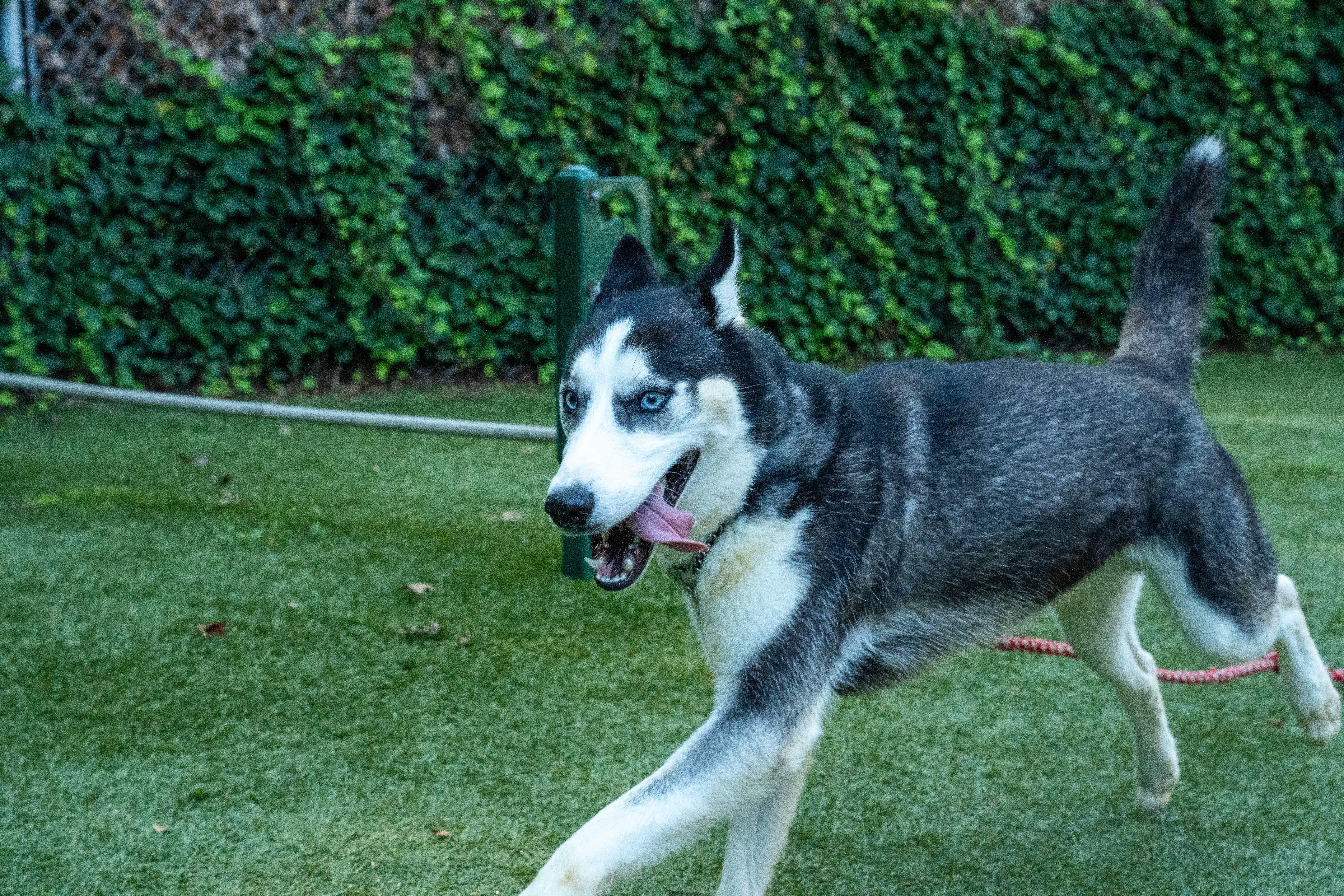 Enlarge JC, an adoptable Husky in Port Washington, NY image 5/6