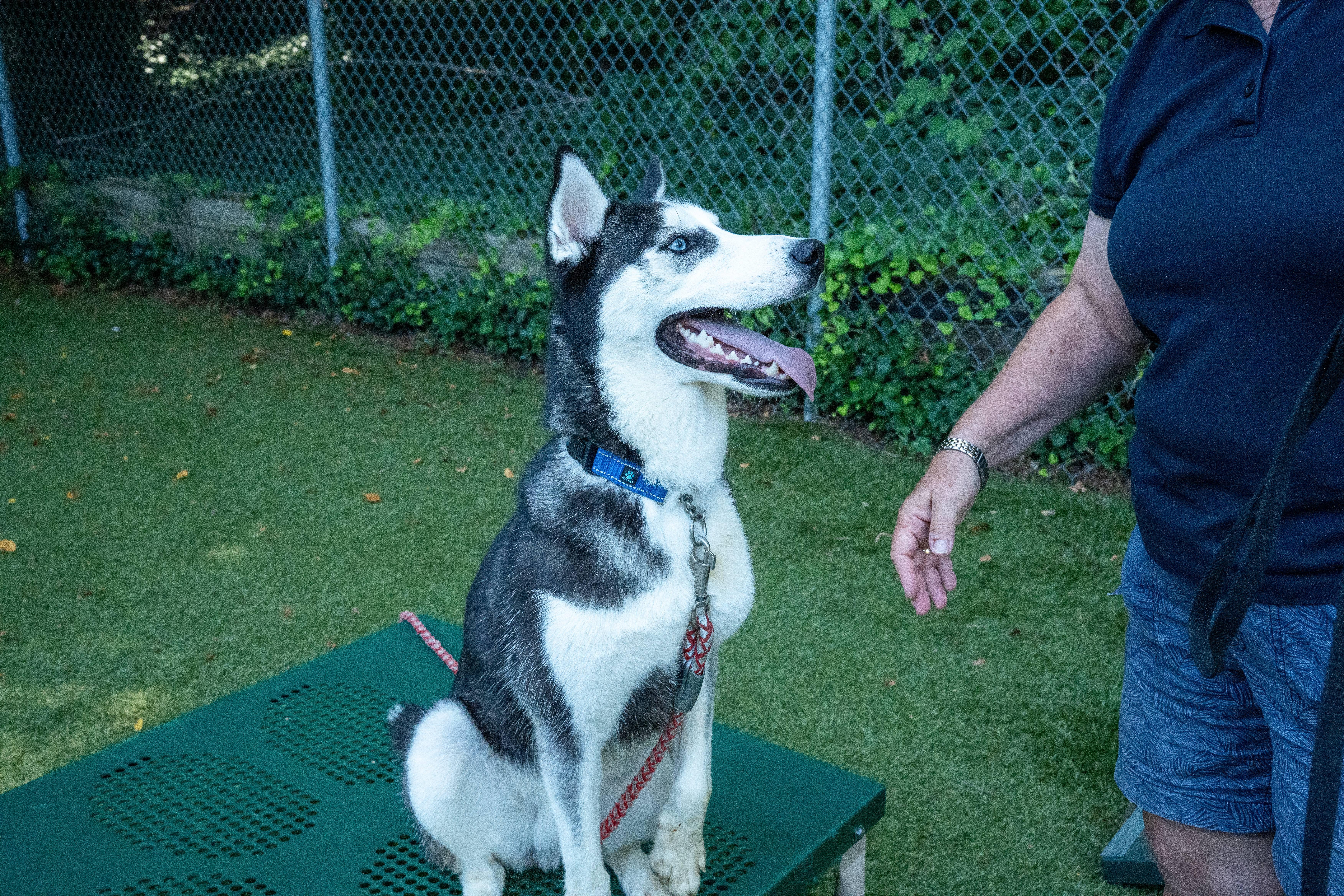 Enlarge JC, an adoptable Husky in Port Washington, NY image 3/6