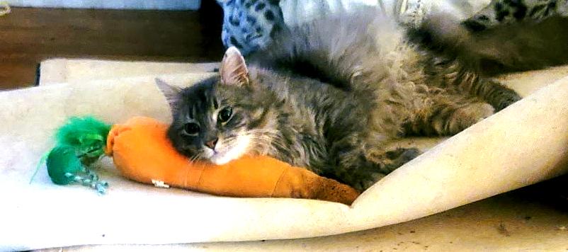 Winter, ADOPTABLE, Young Male Maine Coon & Domestic Long Hair.