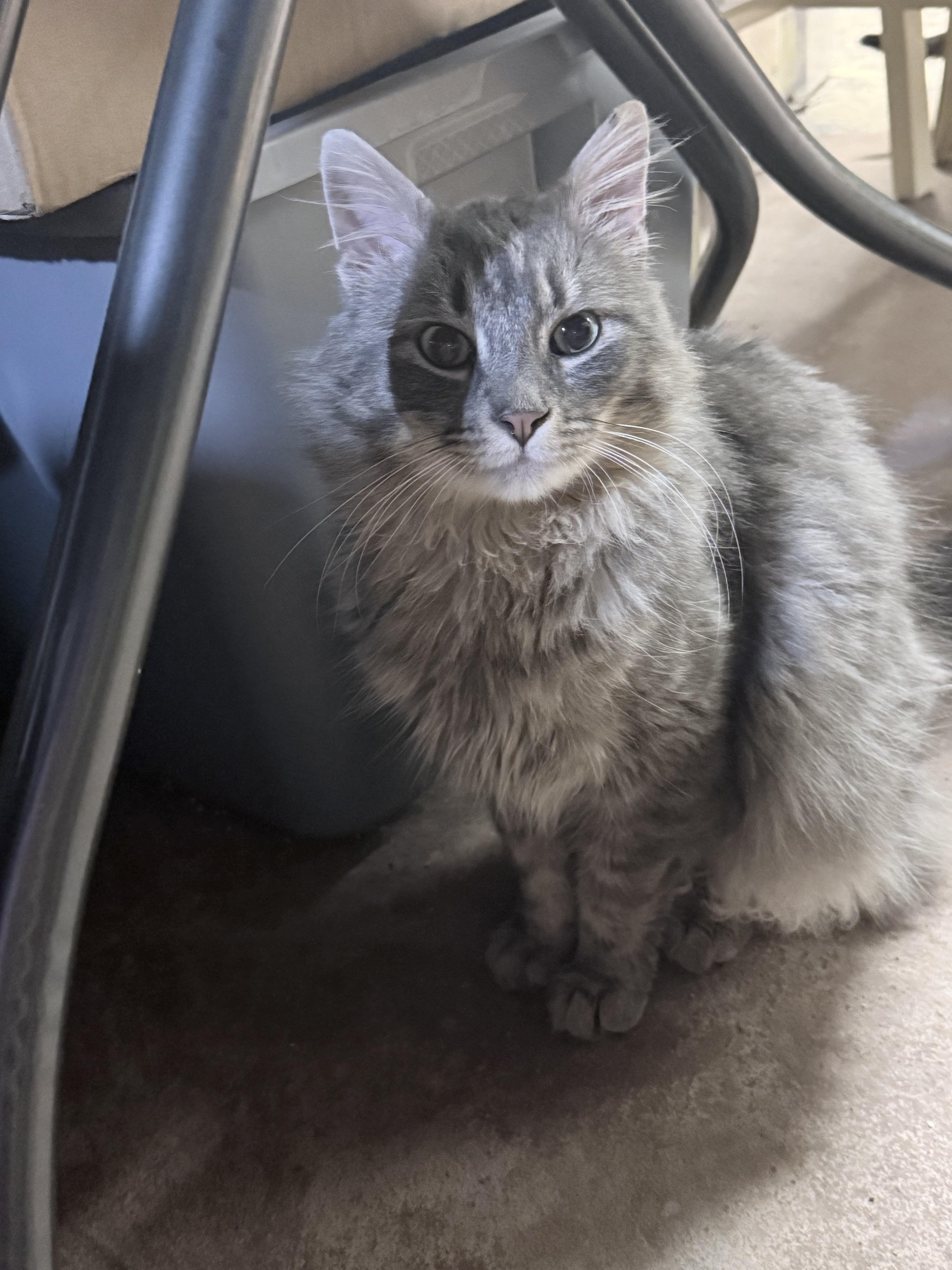 Enlarge Winter, a ADOPTABLE mixed breed in Cedars, PA image 4/4