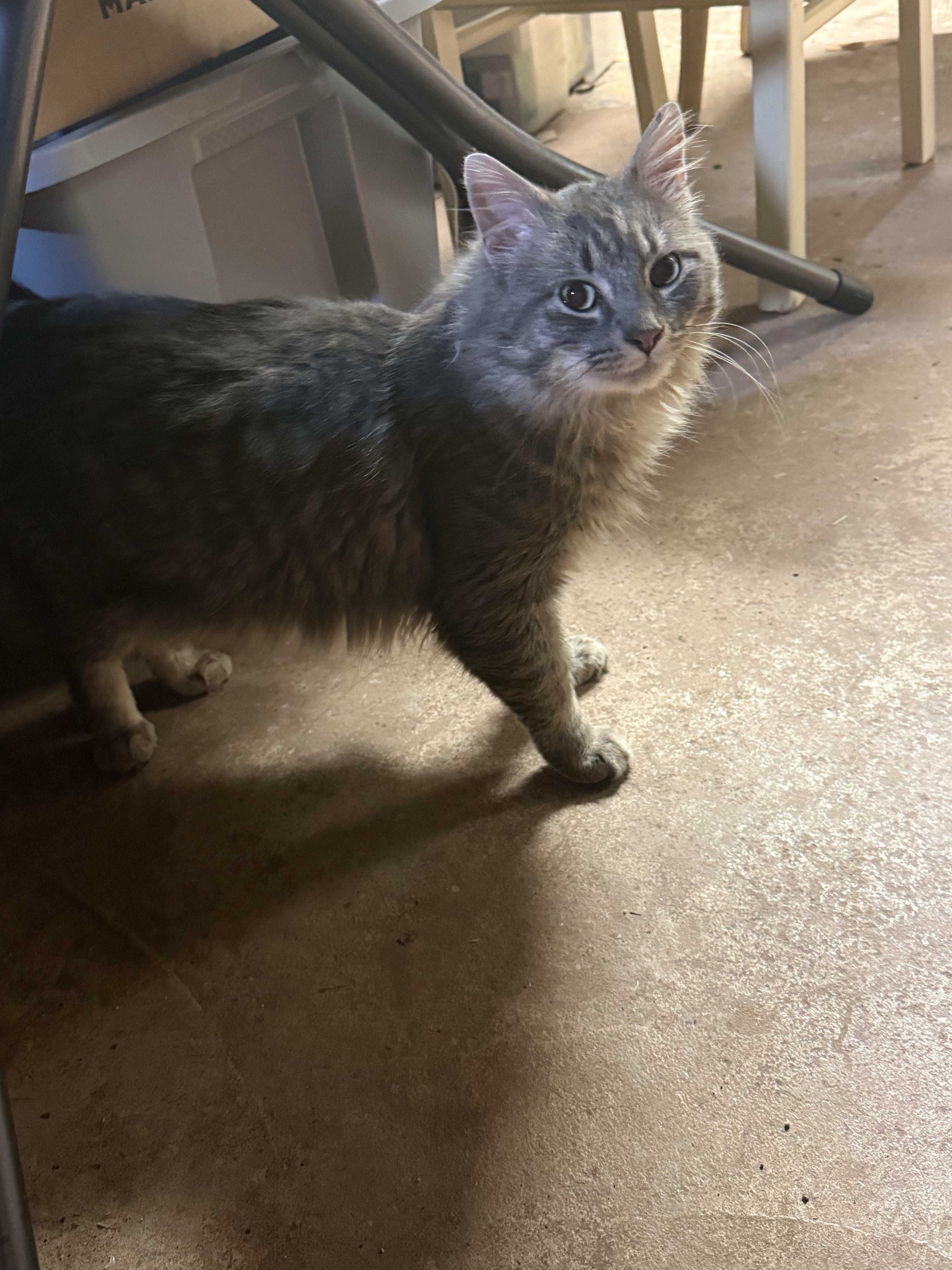 Enlarge Winter, a ADOPTABLE mixed breed in Cedars, PA image 2/4