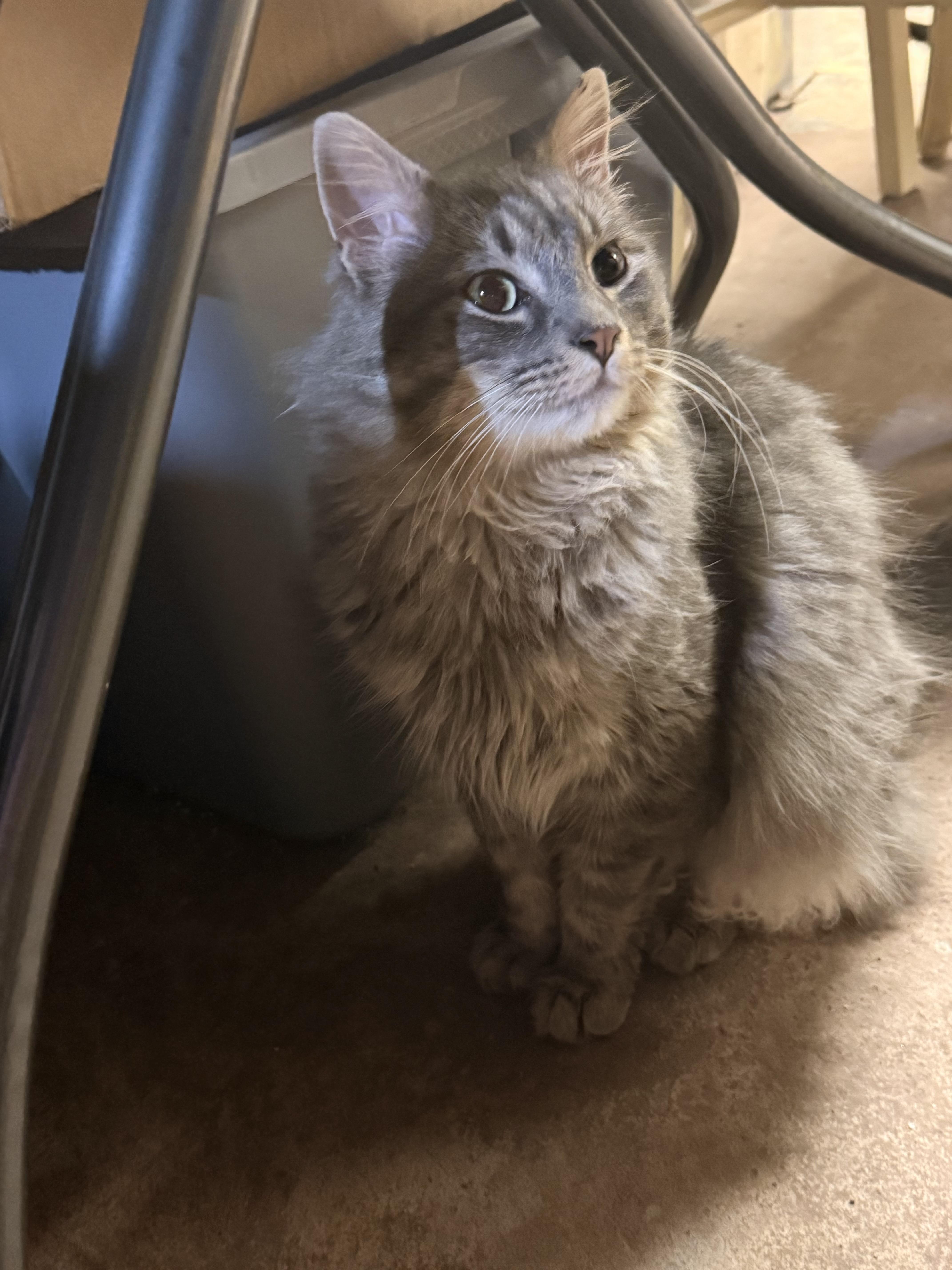 Enlarge Winter, a ADOPTABLE mixed breed in Cedars, PA image 3/4