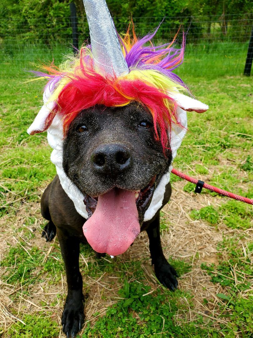 Enlarge Anna, a Adopted mixed breed in Louisa, VA image 1/8