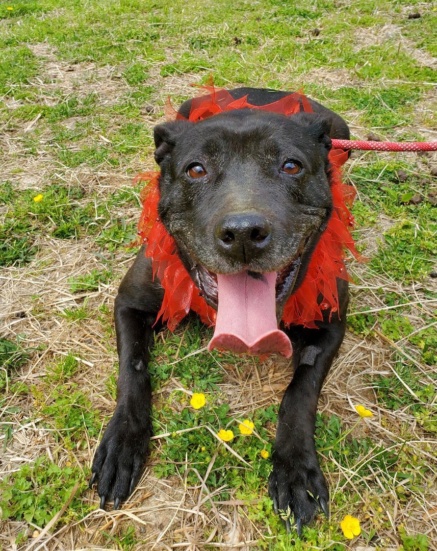 Enlarge Anna, a Adopted mixed breed in Louisa, VA image 2/8