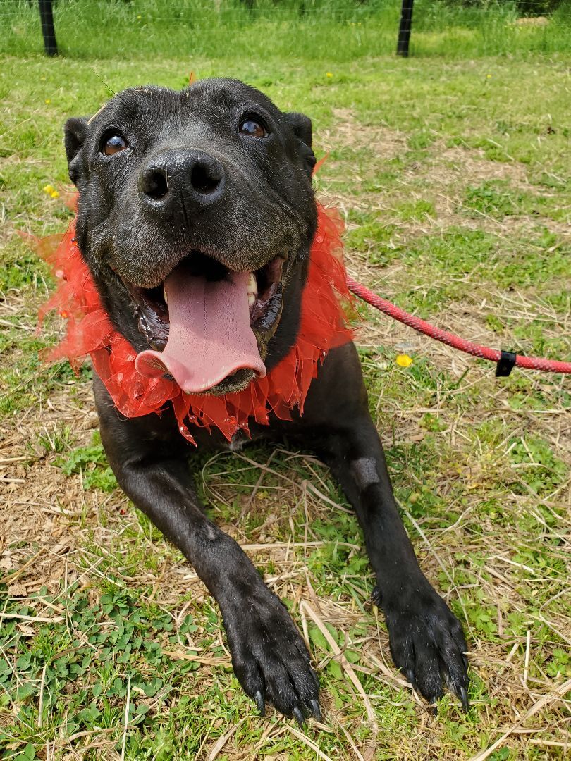 Enlarge Anna, a Adopted mixed breed in Louisa, VA image 3/8