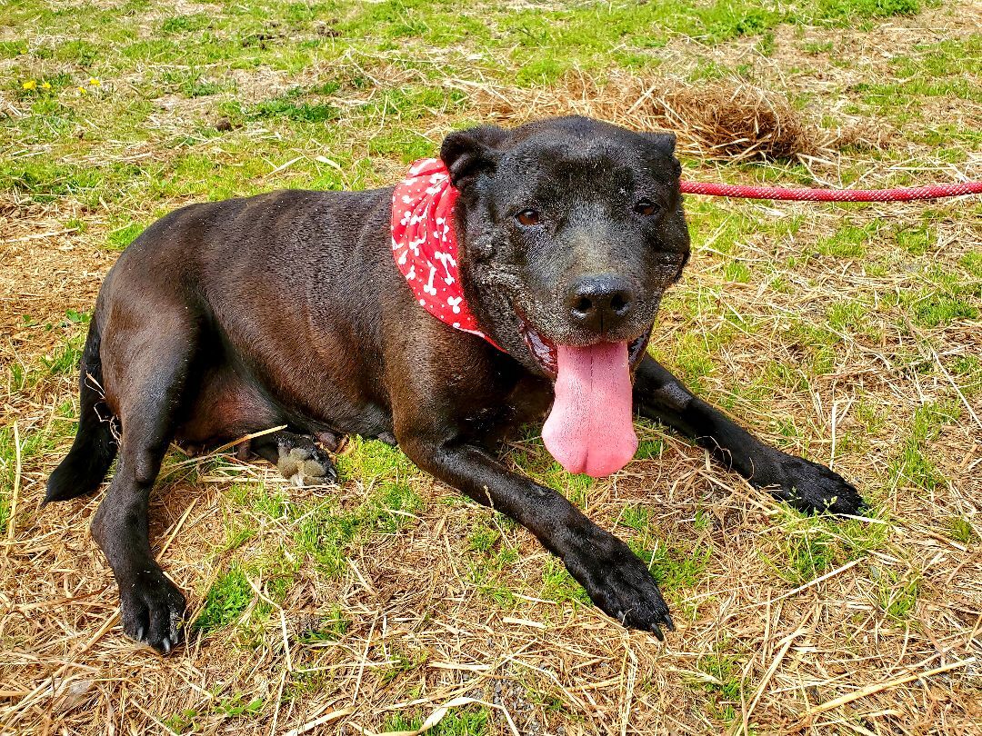 Enlarge Anna, a Adopted mixed breed in Louisa, VA image 4/8