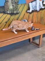 Enlarge Pascal, a ADOPTABLE Domestic Short Hair in Jefferson, IA image 2/2