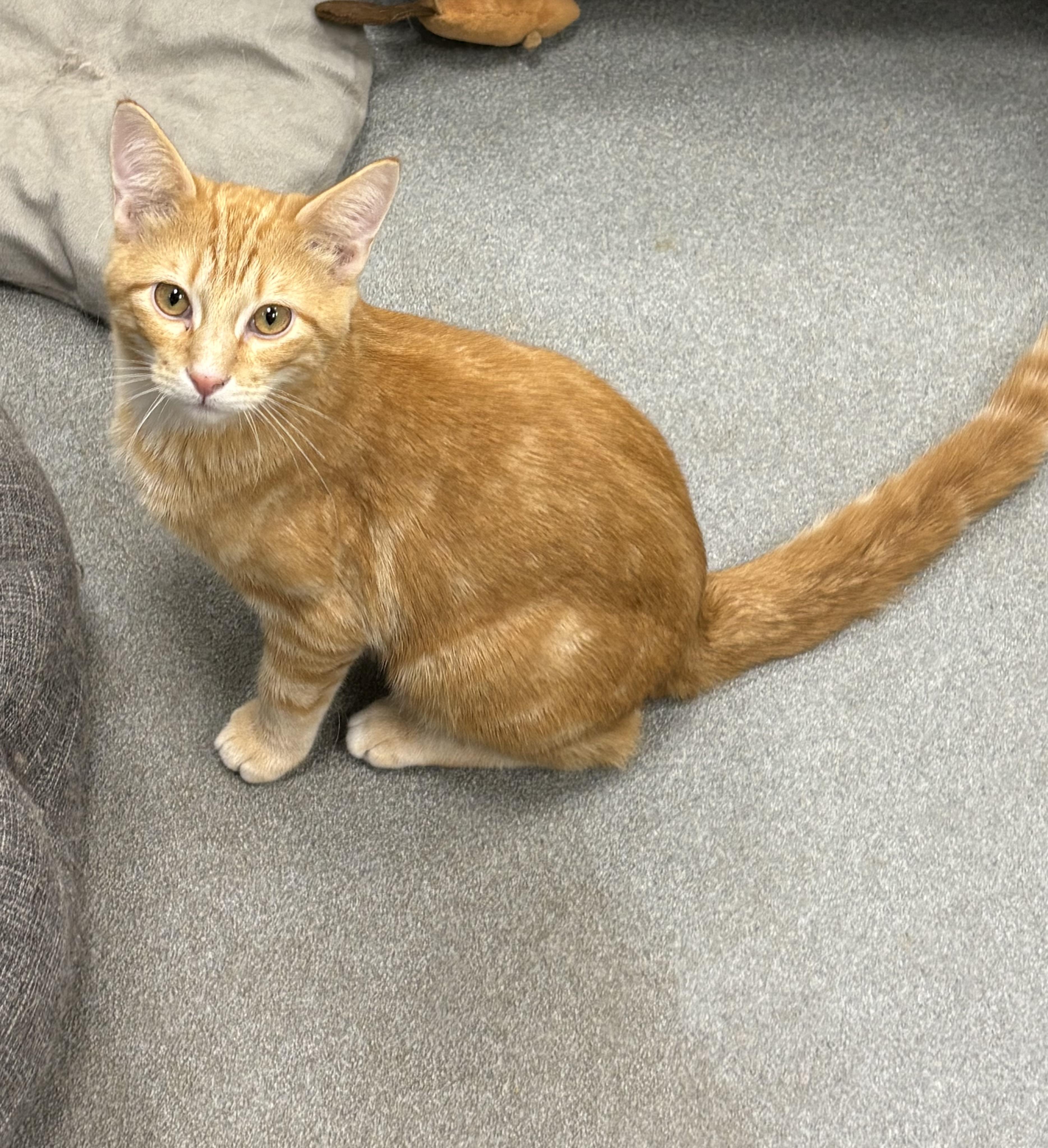 Pascal, ADOPTABLE, Kitten Male Domestic Short Hair.