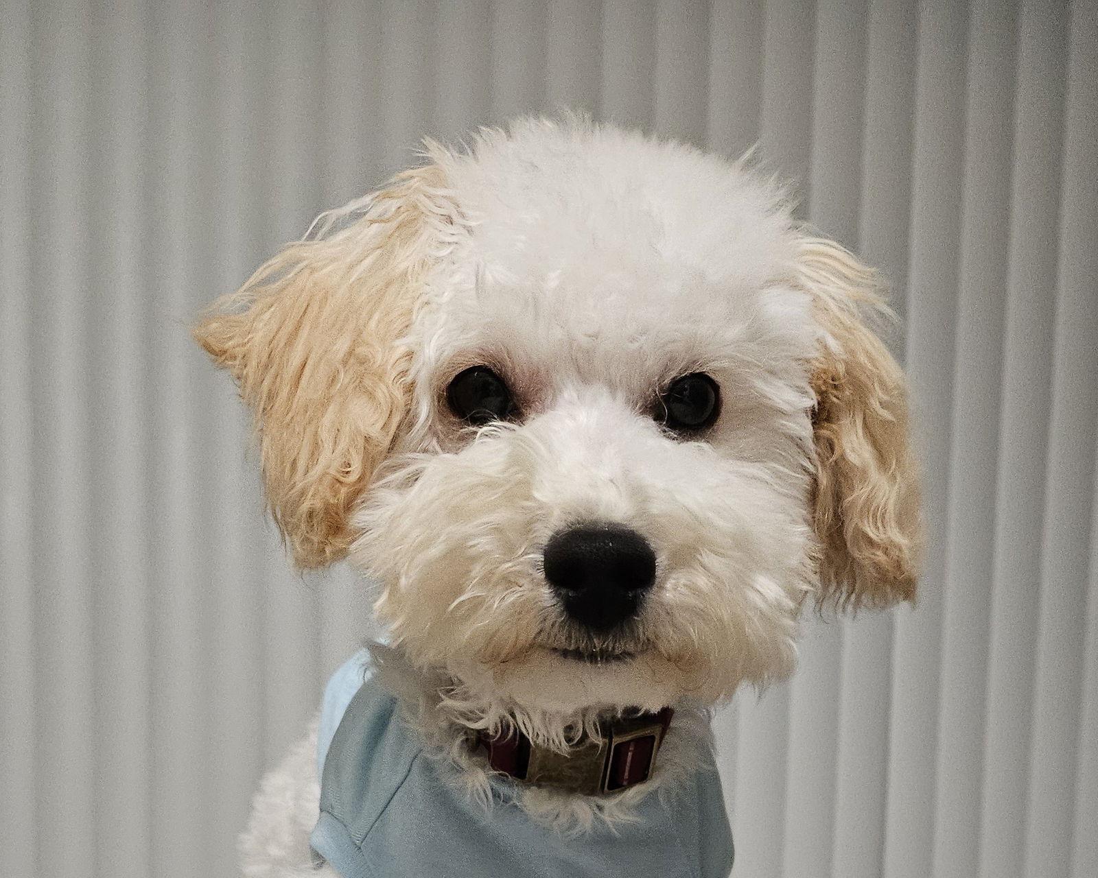 Enlarge George, a Adopted Cockapoo in Wheaton, IL image 1/3