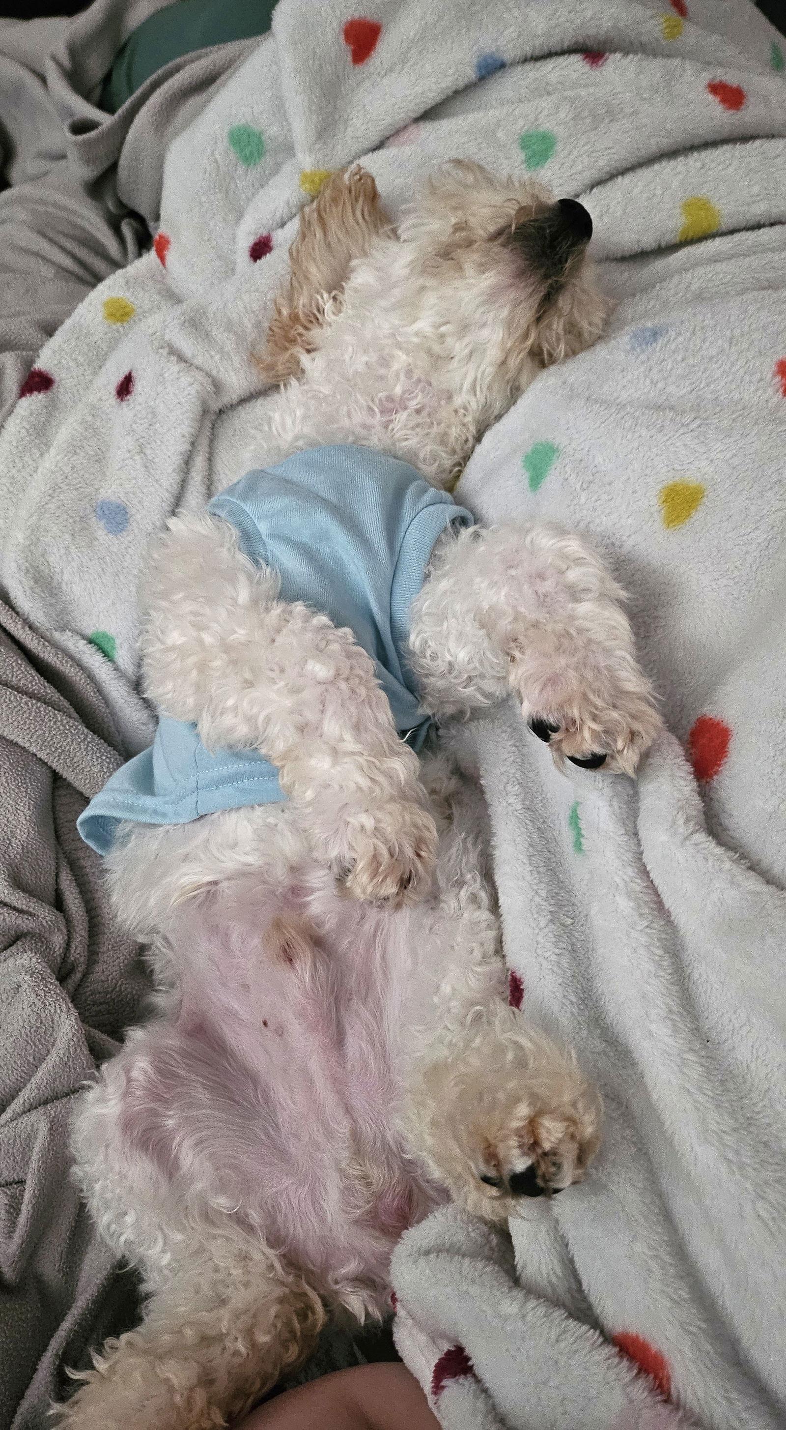 Enlarge George, a Adopted Cockapoo in Wheaton, IL image 2/3