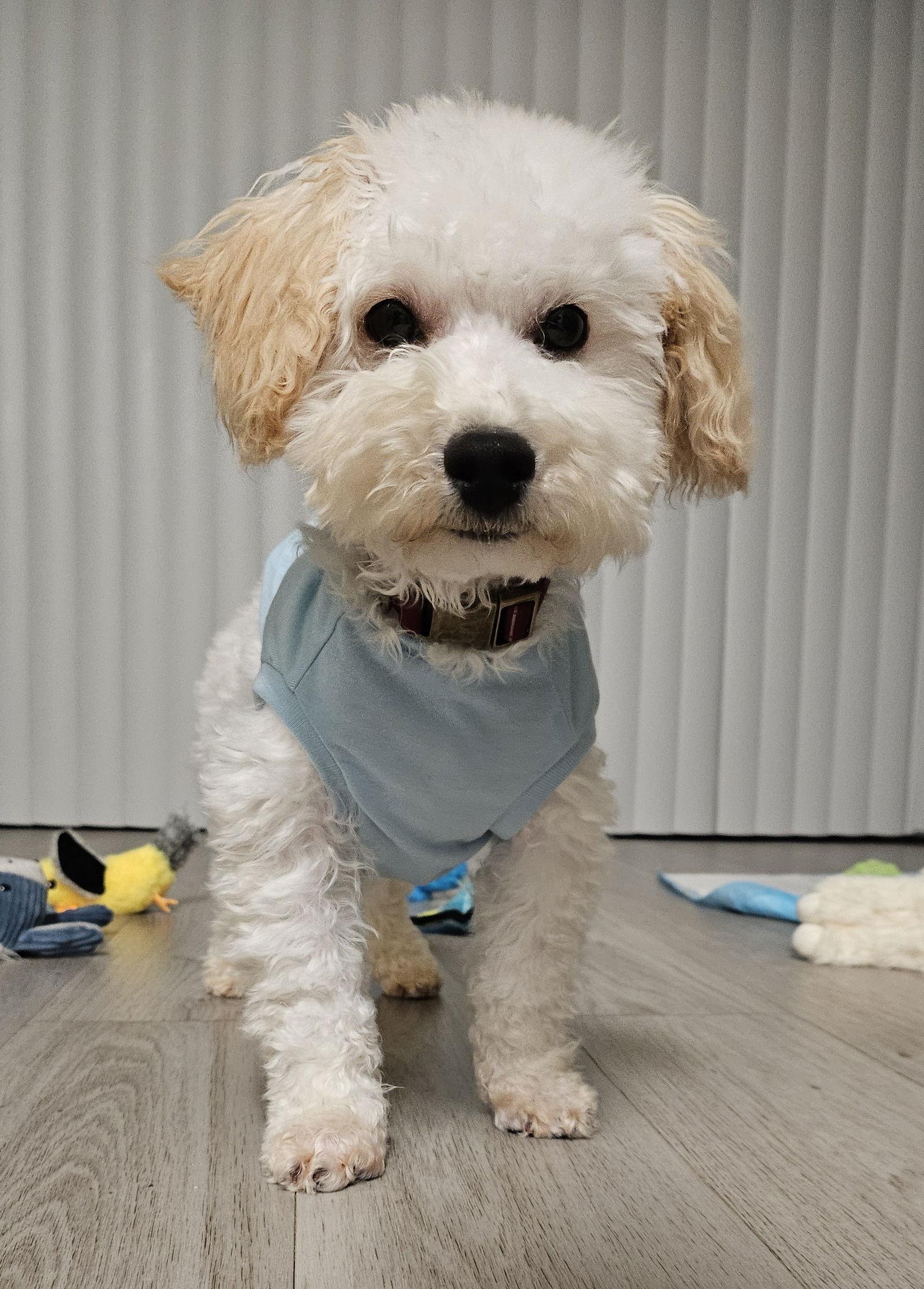 Enlarge George, a Adopted Cockapoo in Wheaton, IL image 3/3