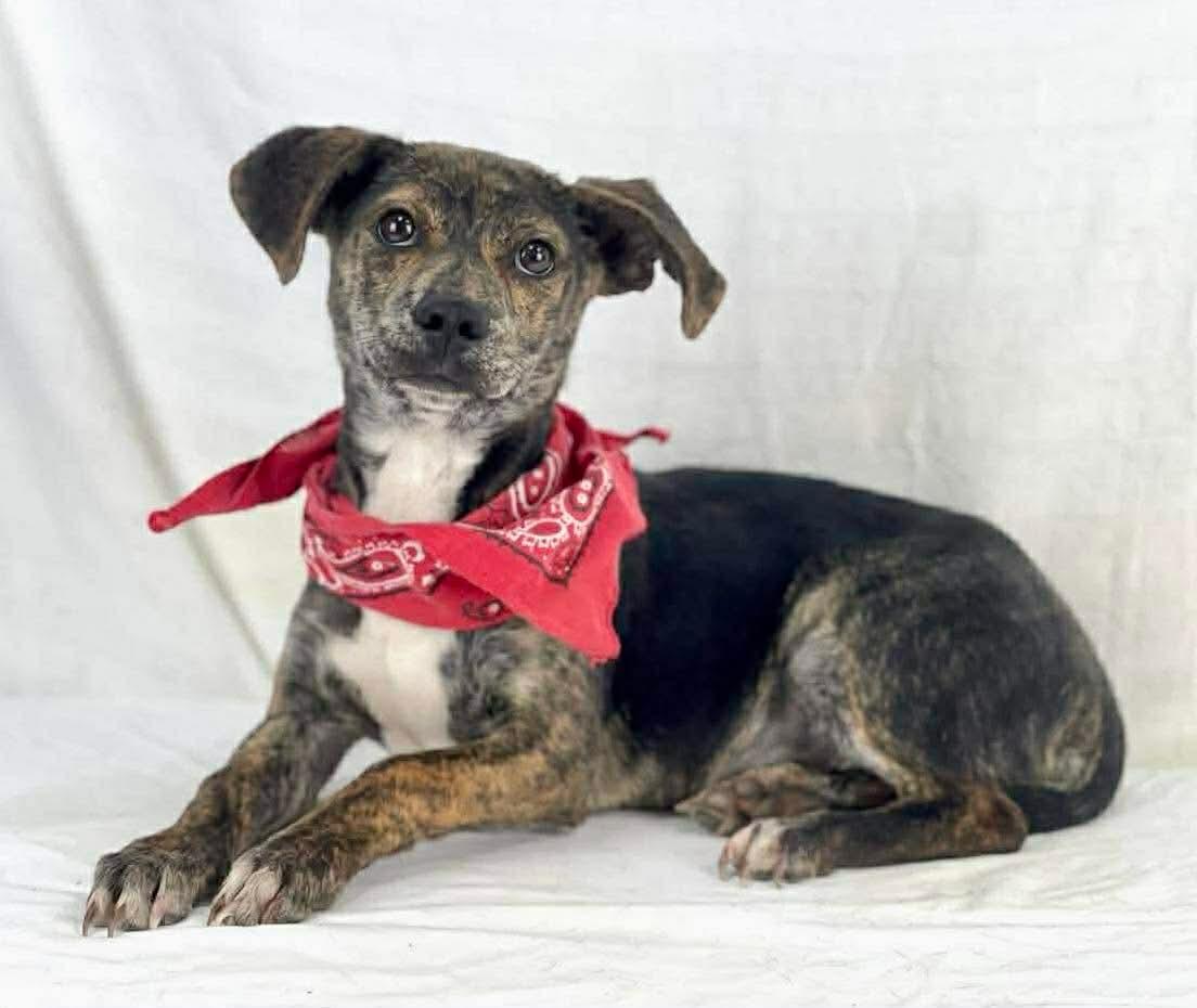 Enlarge Dax, a Adoptable mixed breed in Elkhorn, WI image 2/2