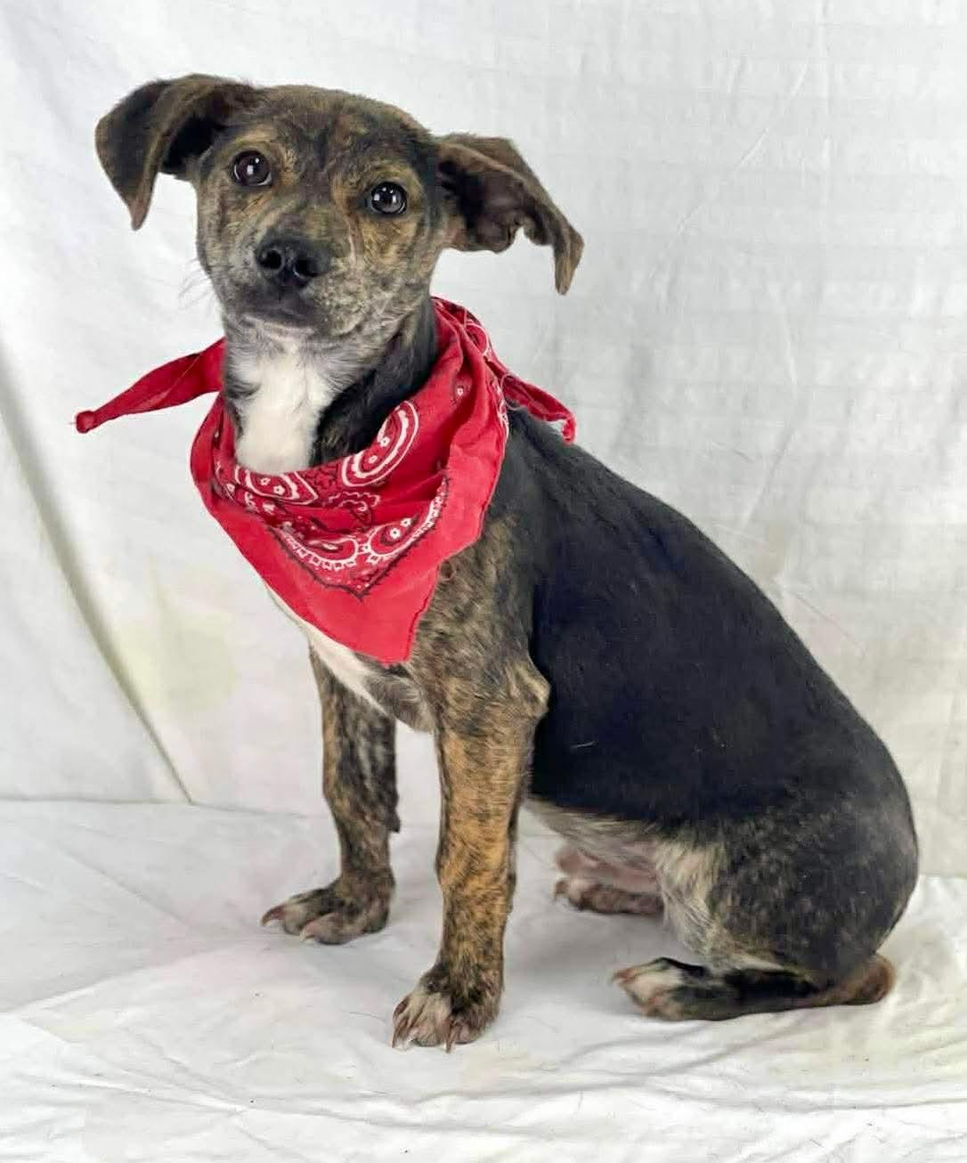 Dax, Adoptable, Puppy Male Hound.