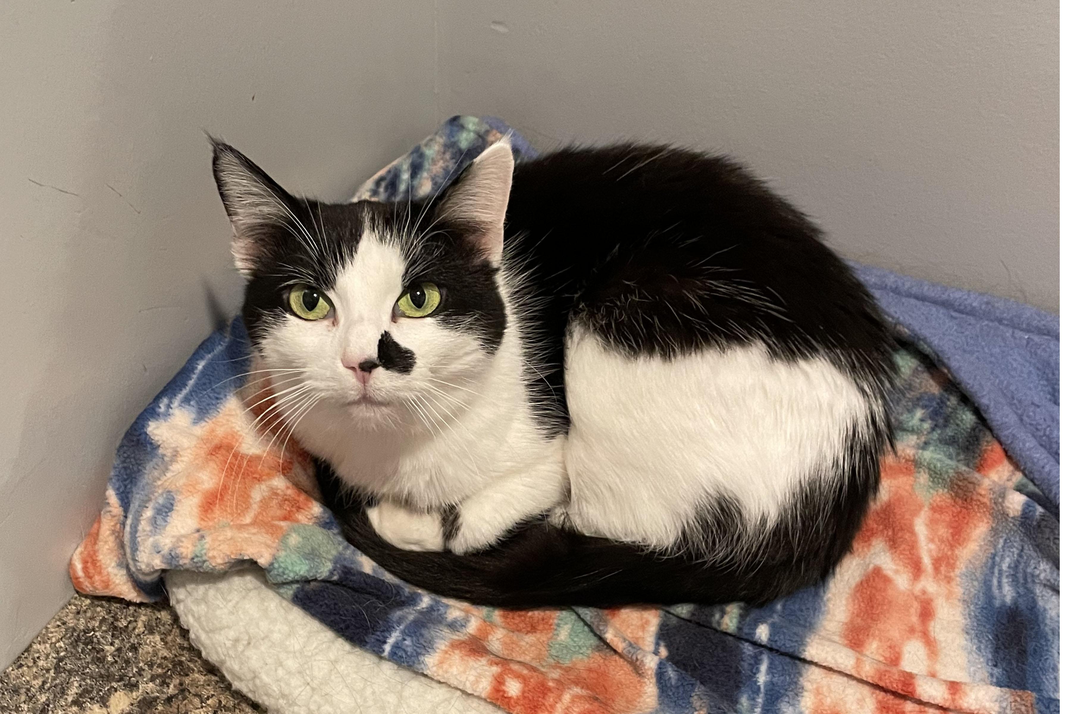 Doris, ADOPTABLE, Adult Female Domestic Short Hair.