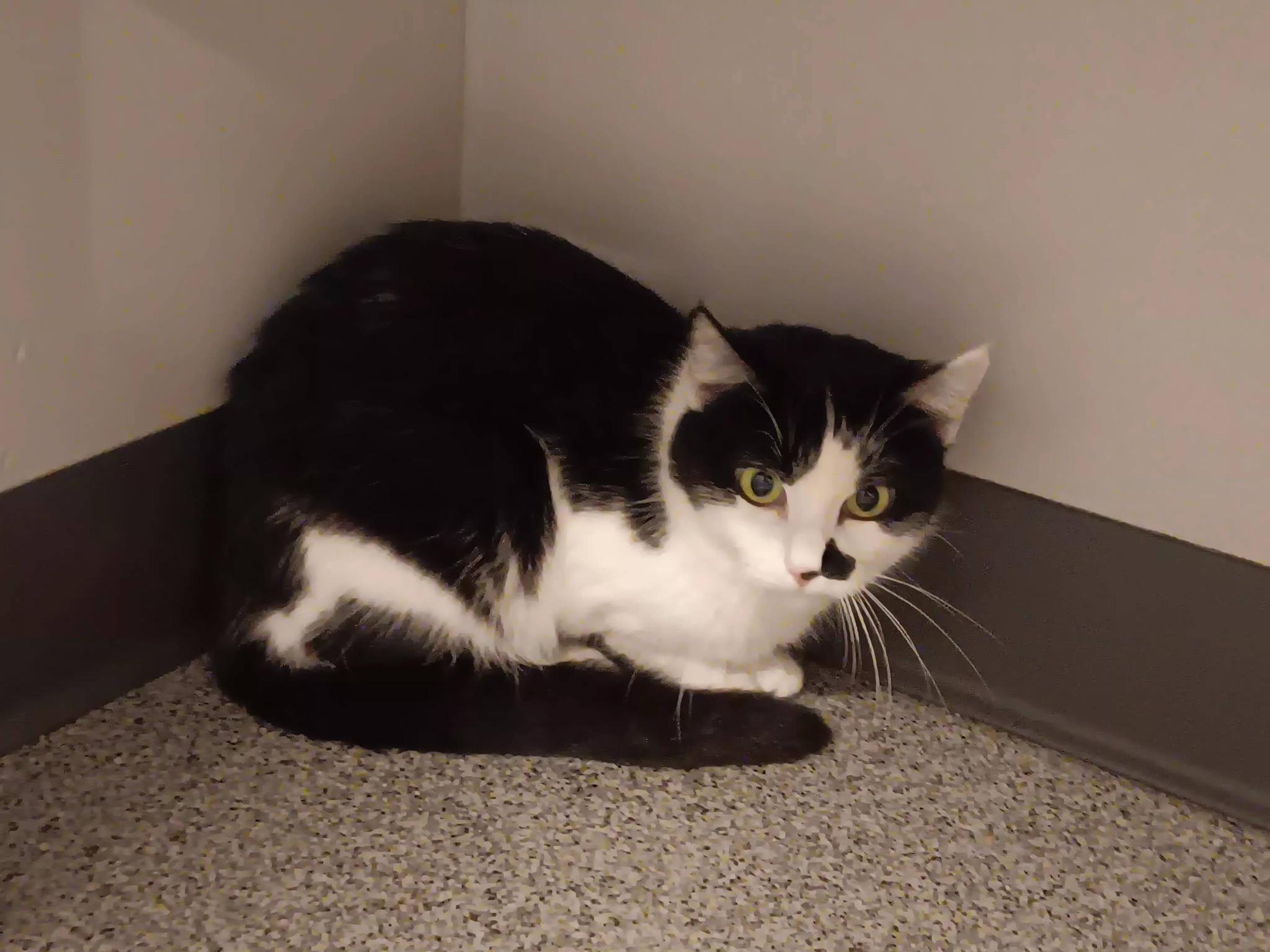 Doris, ADOPTABLE, Adult Female Domestic Short Hair.