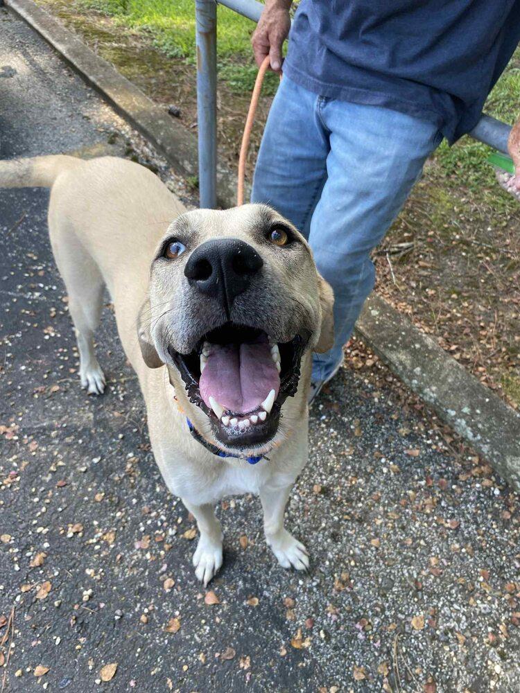 Claire, Adoptable, Adult Female Anatolian Shepherd.