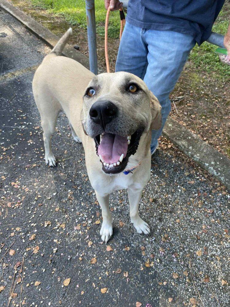 Enlarge Claire, a Adoptable mixed breed in Scott, LA image 2/6